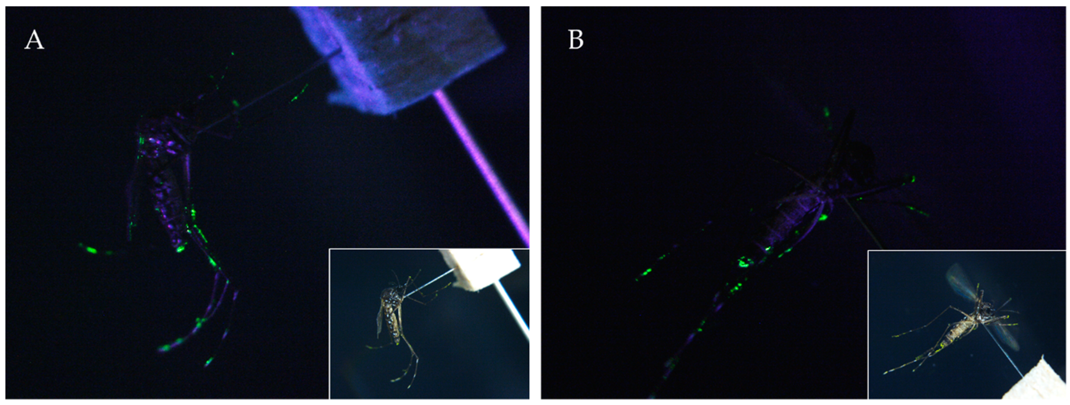 Insects 11 00251 g004 Insects 11 00251 g004