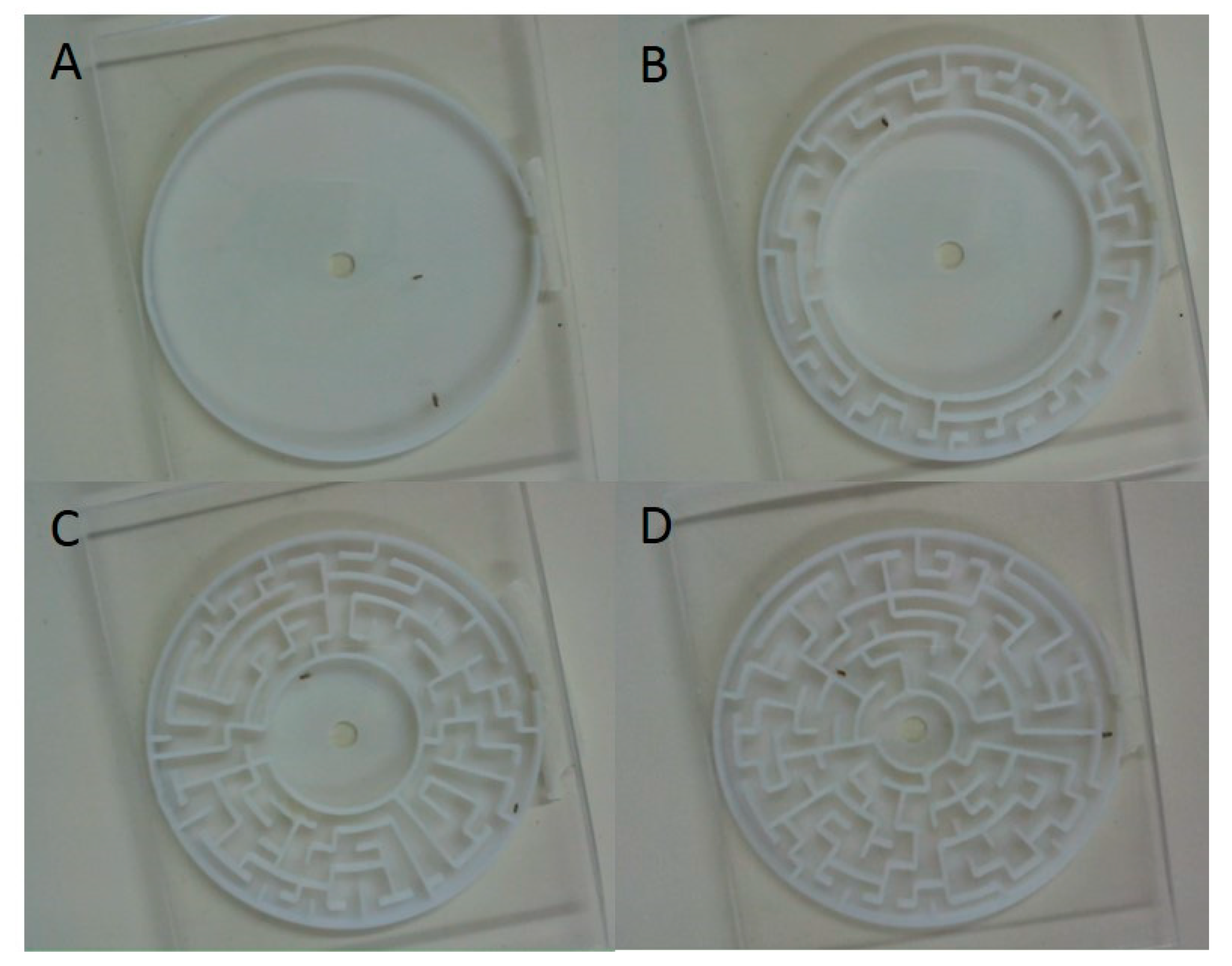 Insects 11 00256 g001