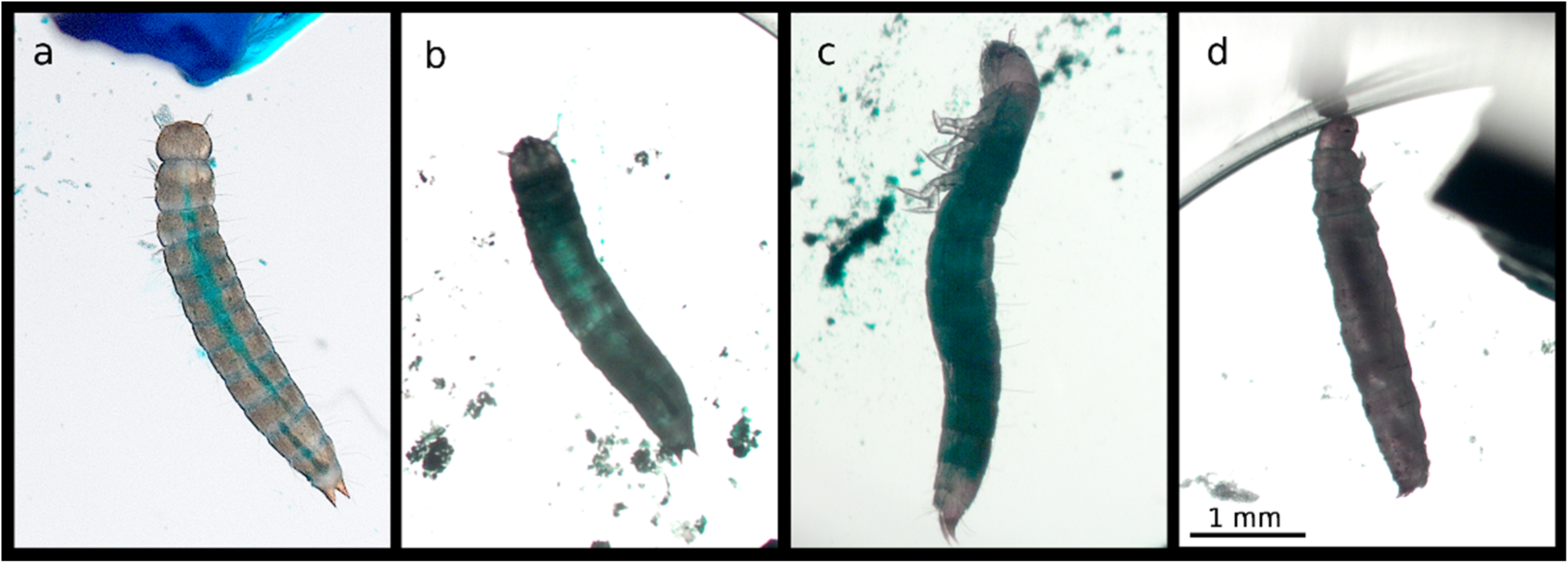 Insects 11 00261 g006