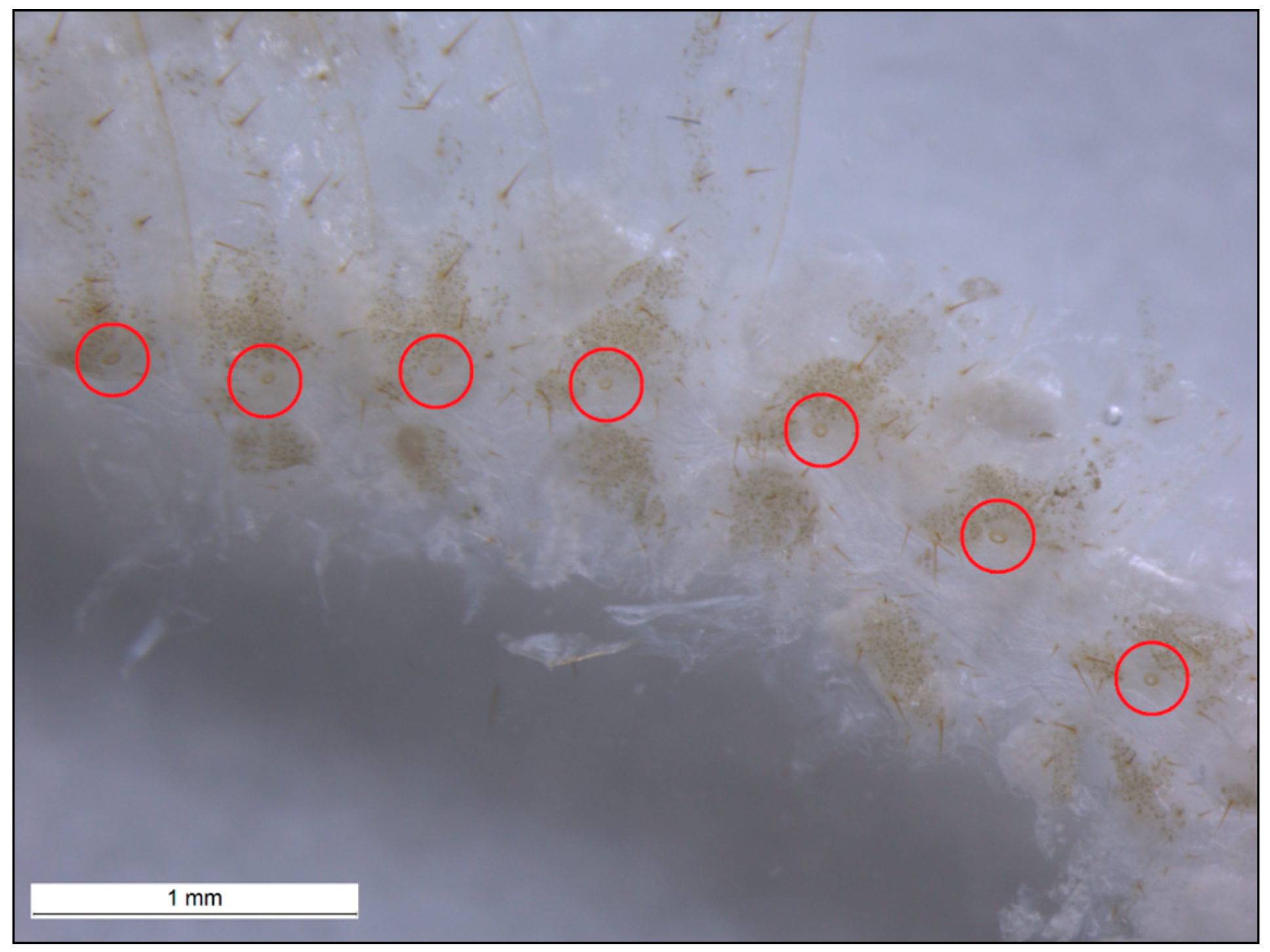 Insects 11 00262 g003 Insects 11 00262 g003