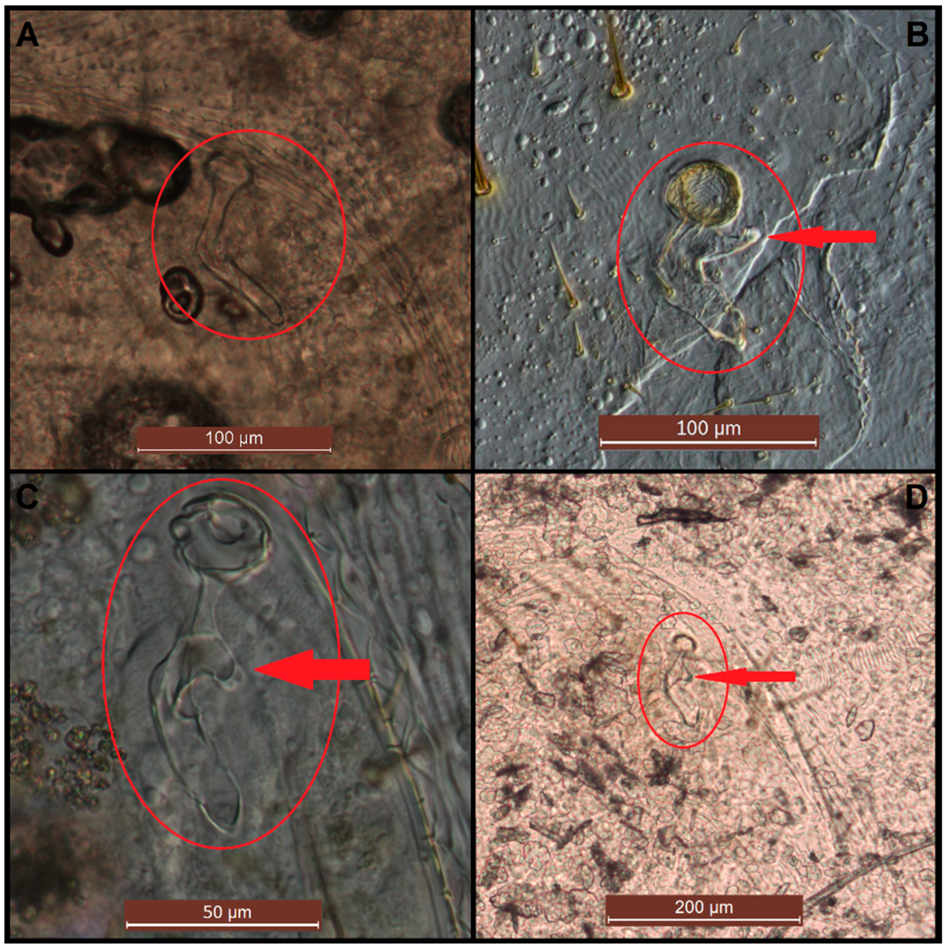 Insects 11 00262 g004 Insects 11 00262 g004