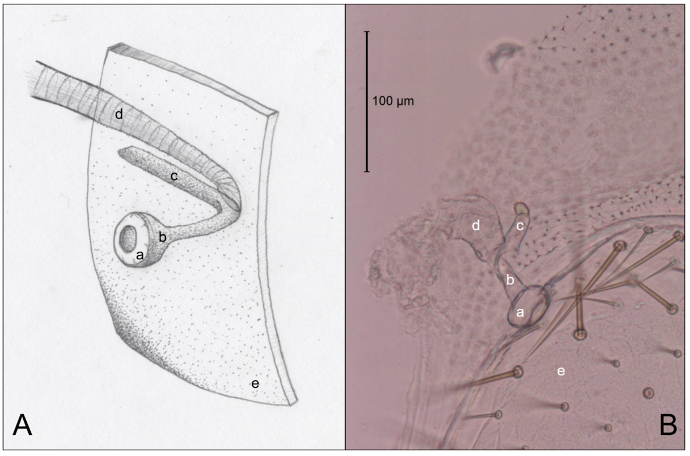Insects 11 00262 g005 Insects 11 00262 g005