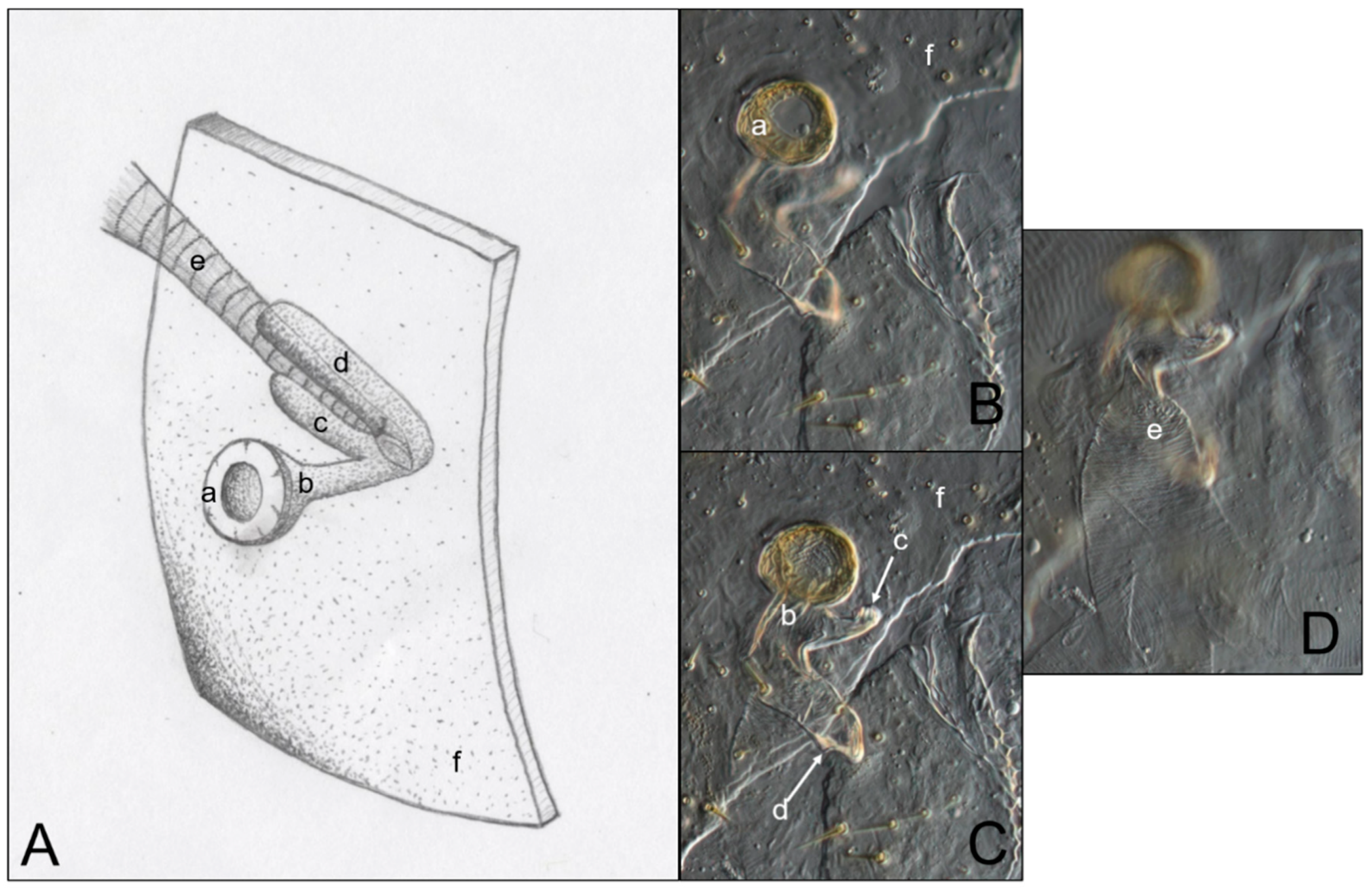 Insects 11 00262 g006 Insects 11 00262 g006