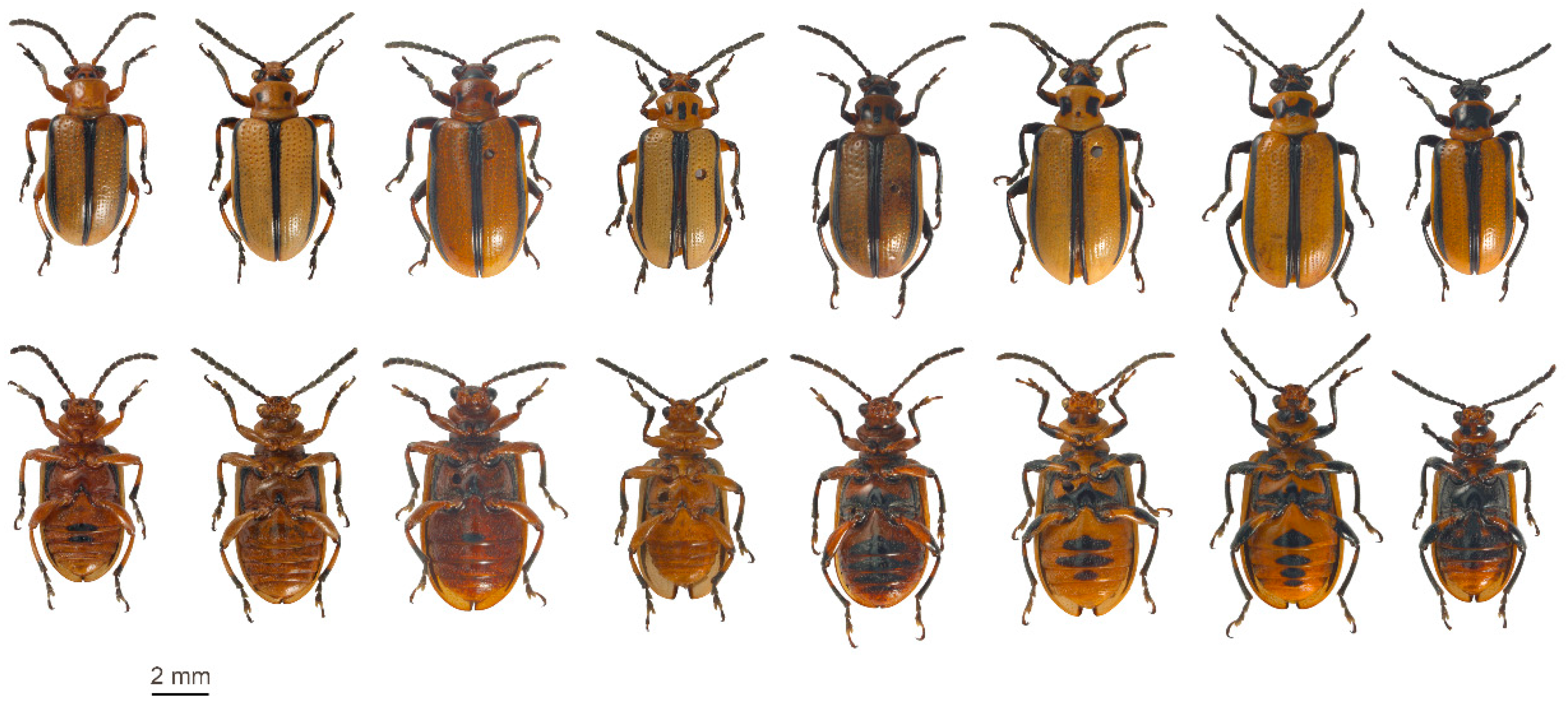 Insects 11 00295 g004 Insects 11 00295 g004