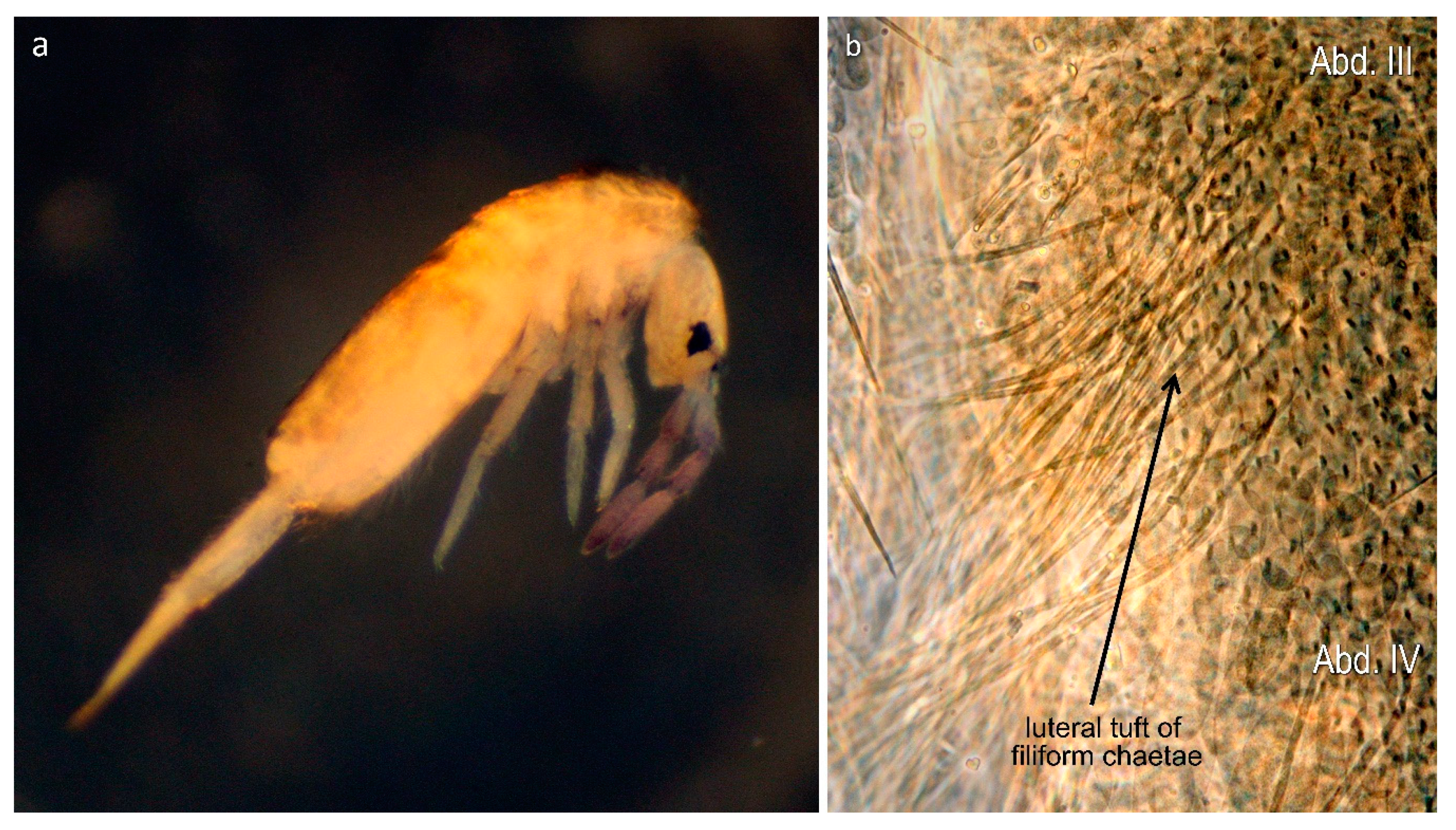 Insects 11 00302 g003