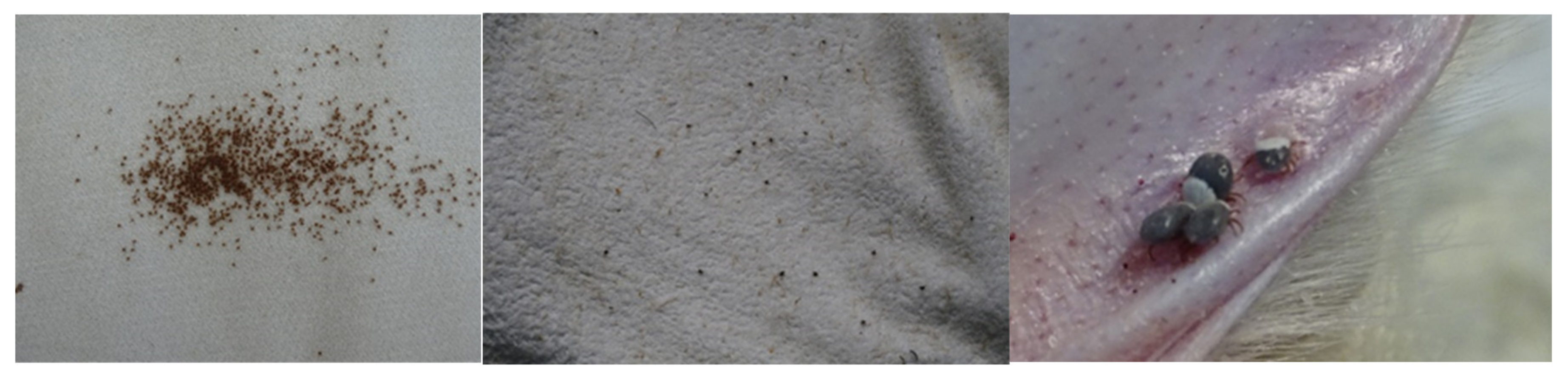 Insects 11 00303 g001 Insects 11 00303 g001