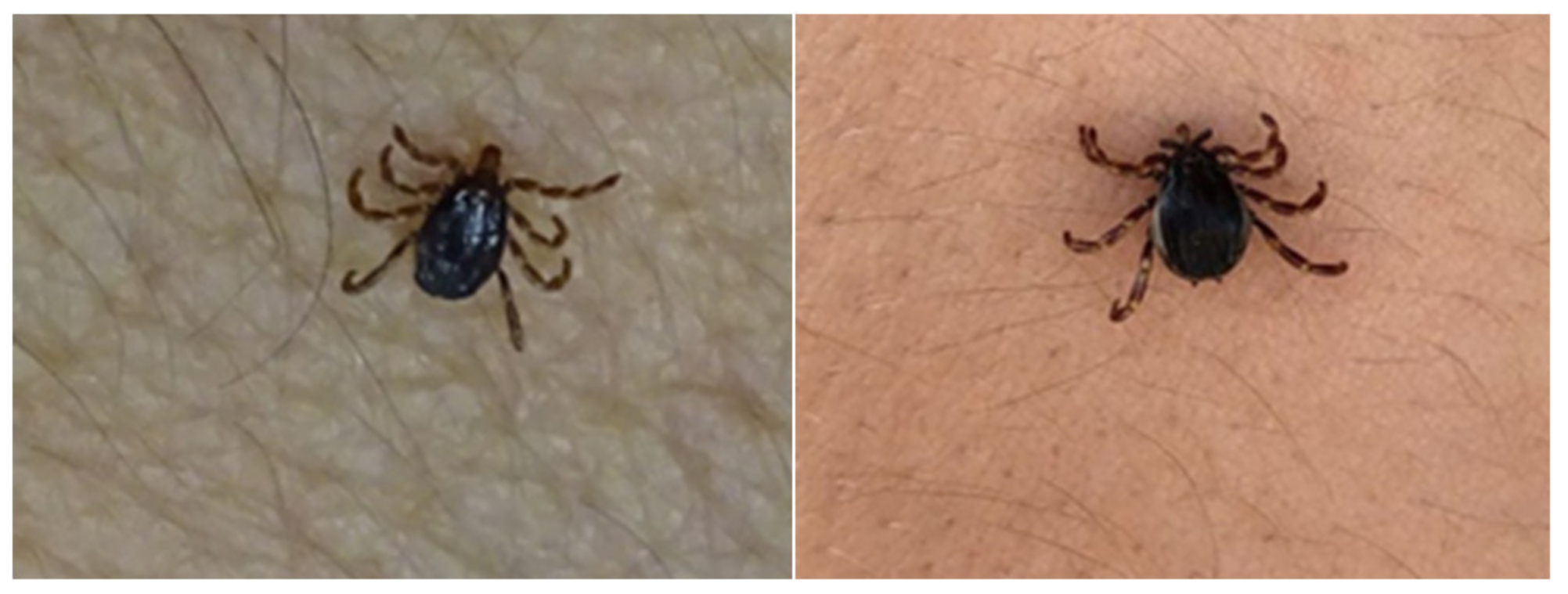 Insects 11 00303 g002 Insects 11 00303 g002