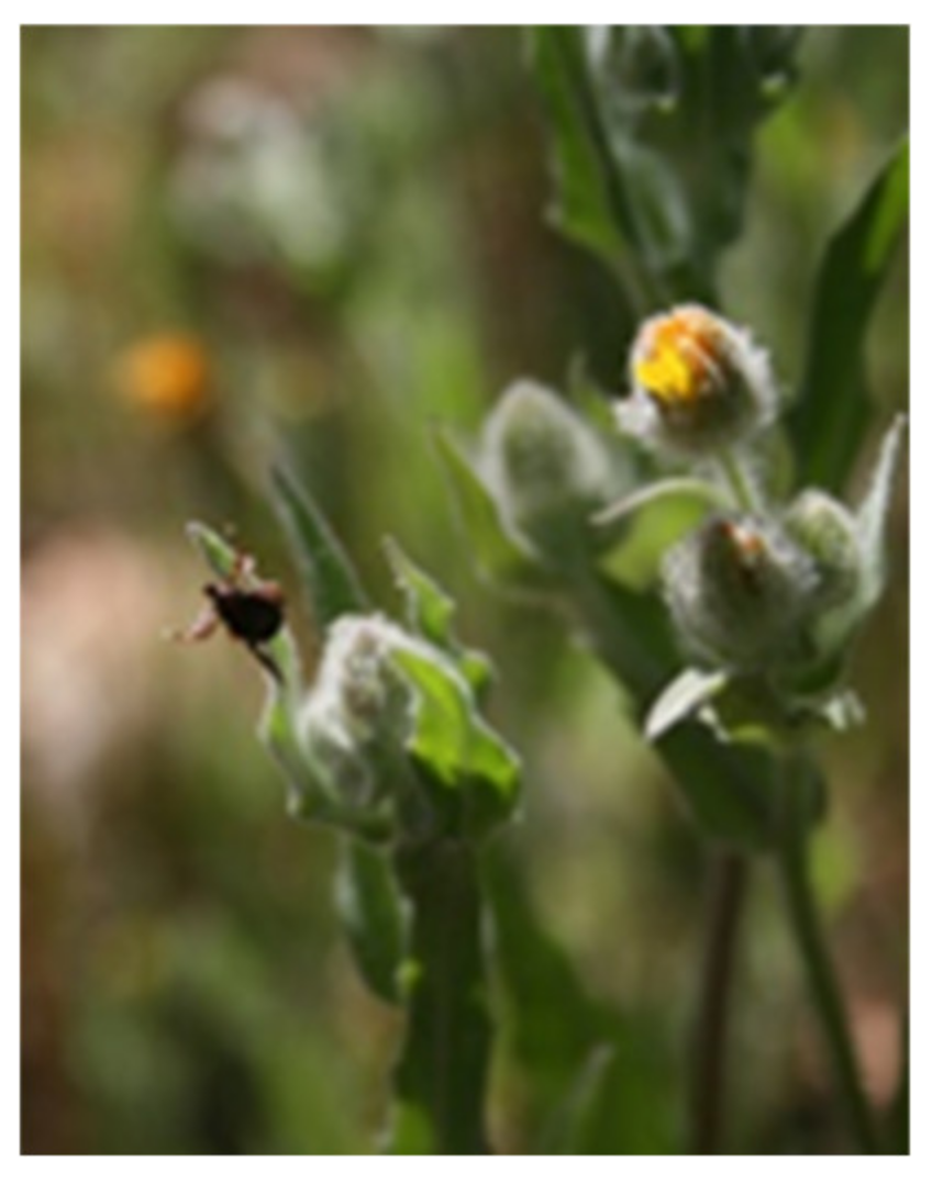 Insects 11 00303 g004 Insects 11 00303 g004