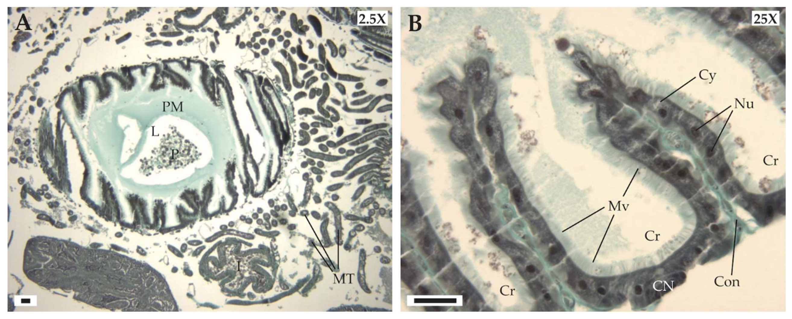 Insects 11 00304 g003