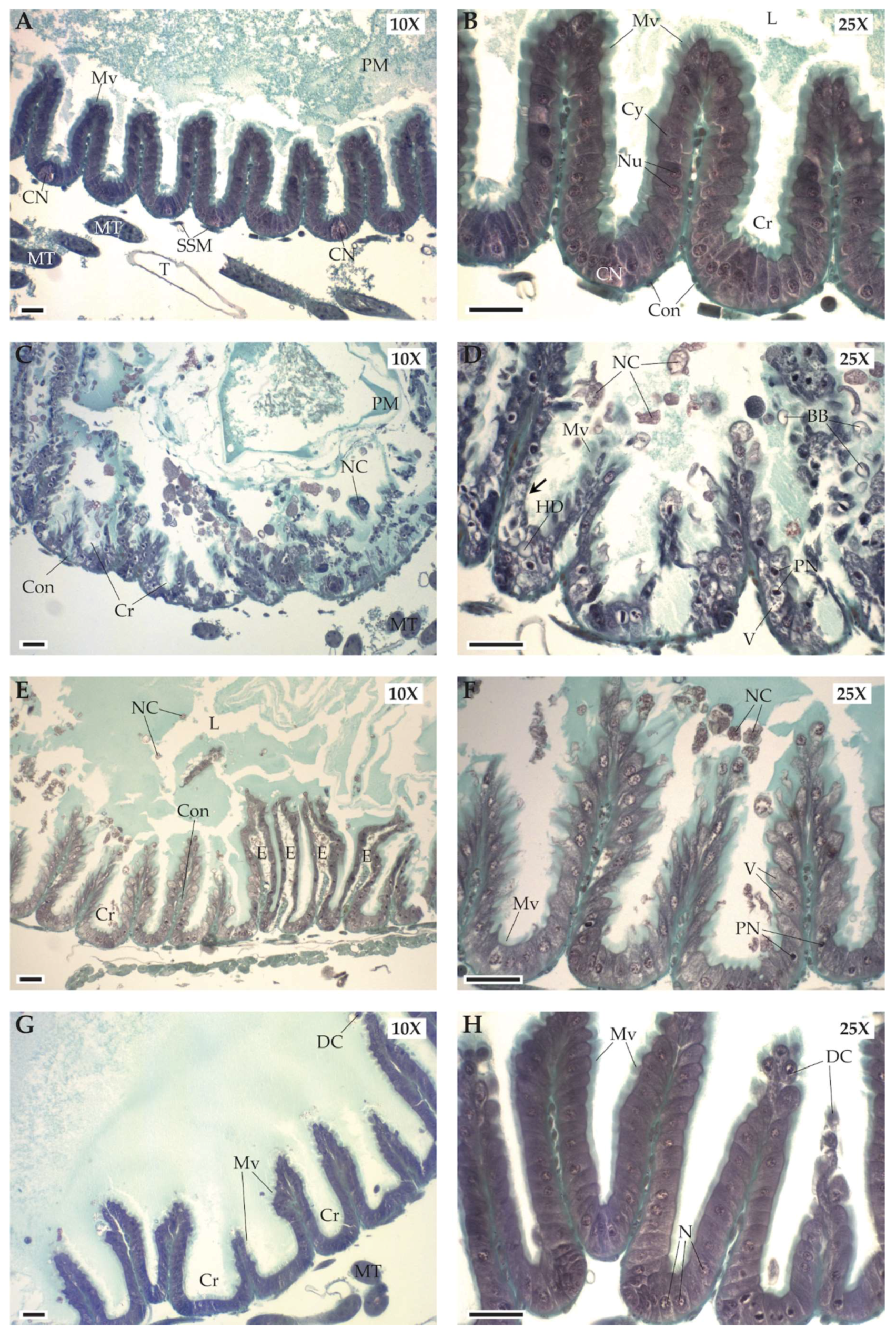 Insects 11 00304 g004