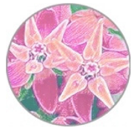 Insects 11 00315 i001 Insects 11 00315 i001