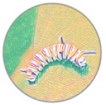 Insects 11 00315 i008 Insects 11 00315 i008