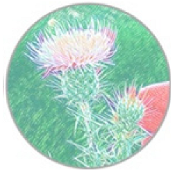 Insects 11 00315 i011 Insects 11 00315 i011