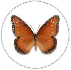 Insects 11 00315 i016 Insects 11 00315 i016