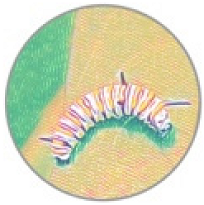 Insects 11 00315 i018 Insects 11 00315 i018