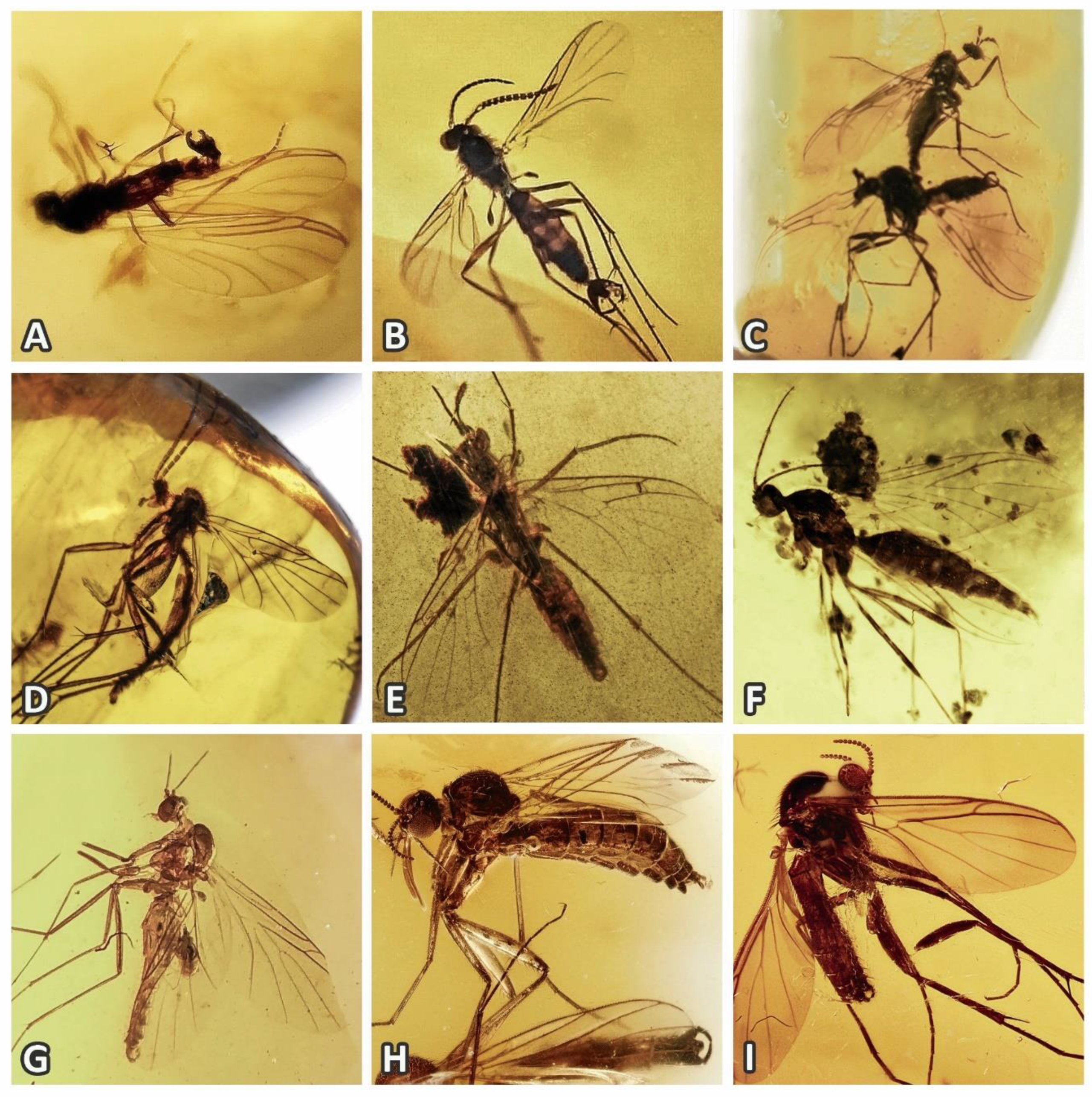 Insects 11 00348 g001