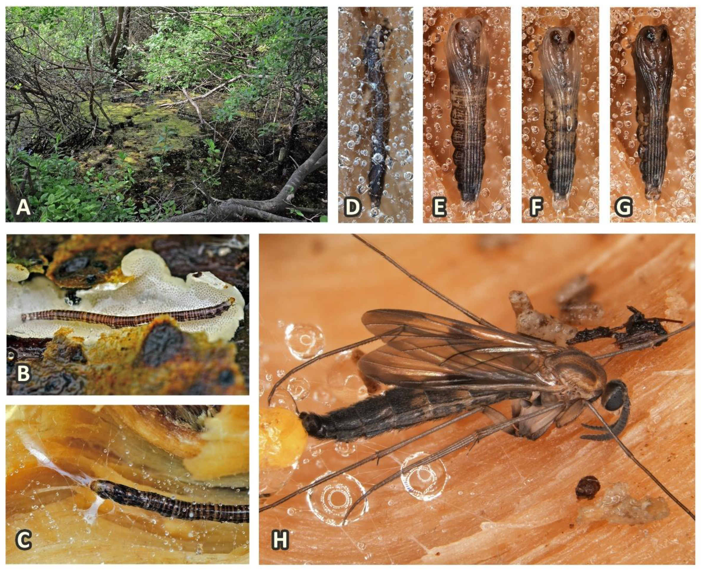 Insects 11 00348 g002