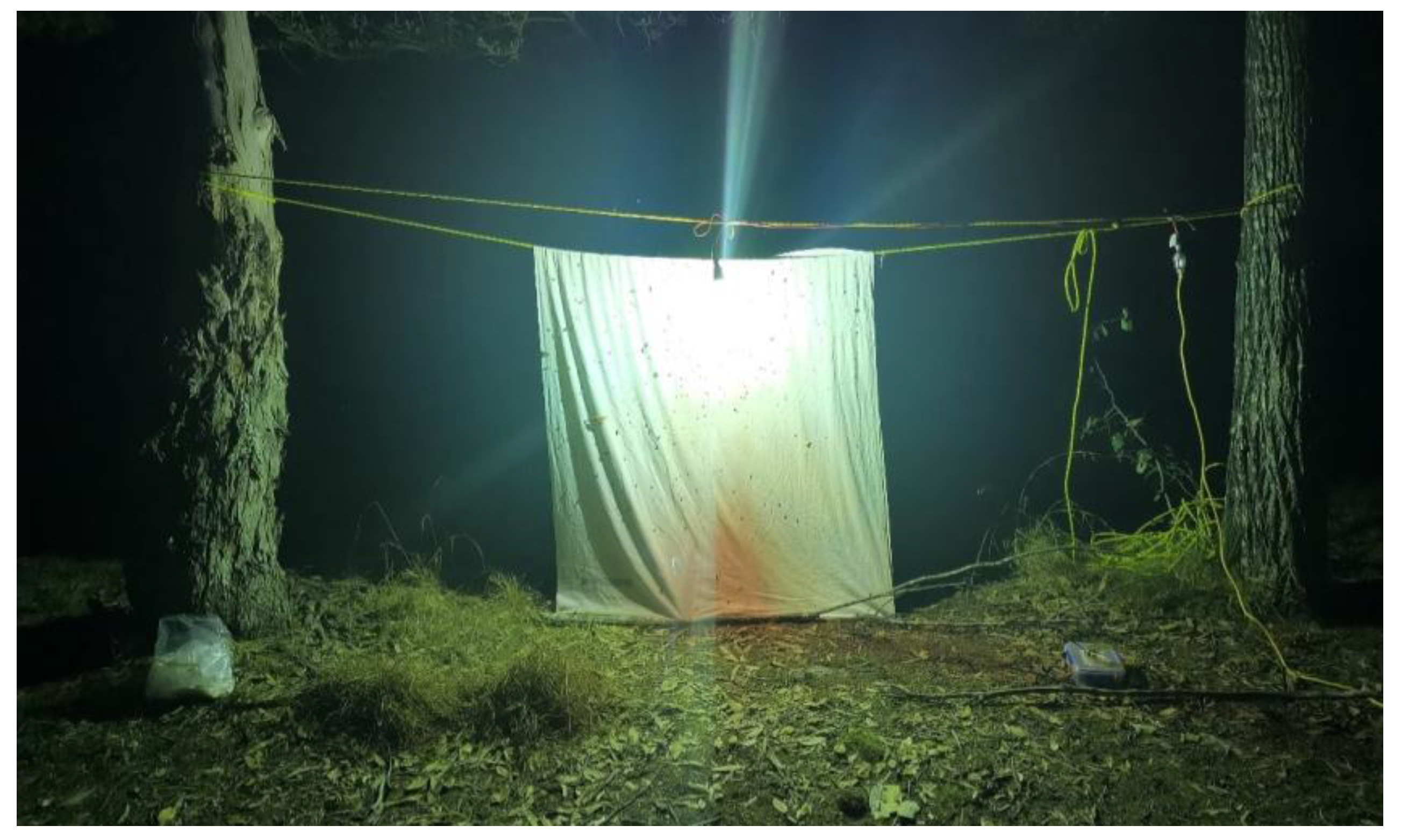 Insects 11 00354 g001