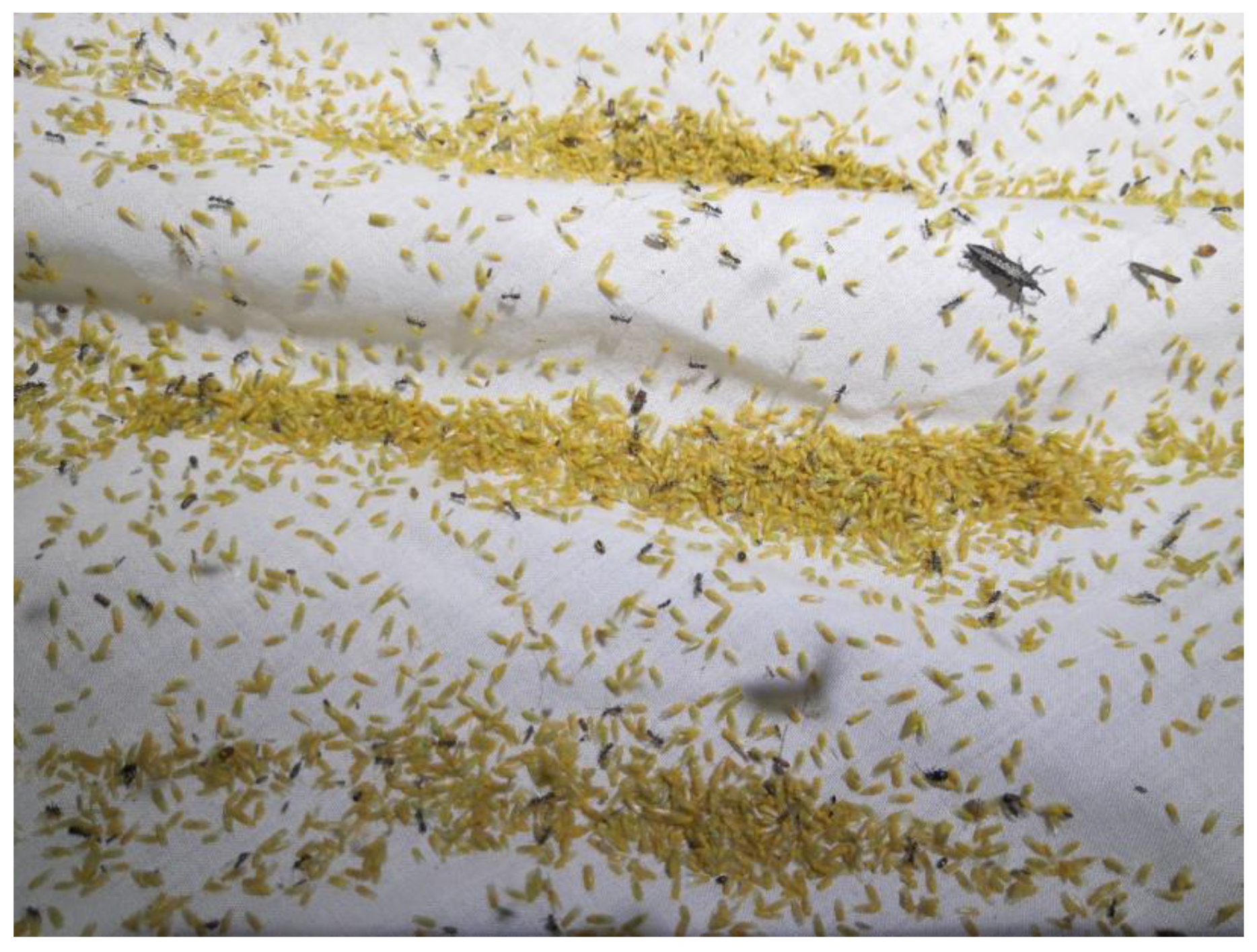 Insects 11 00354 g002