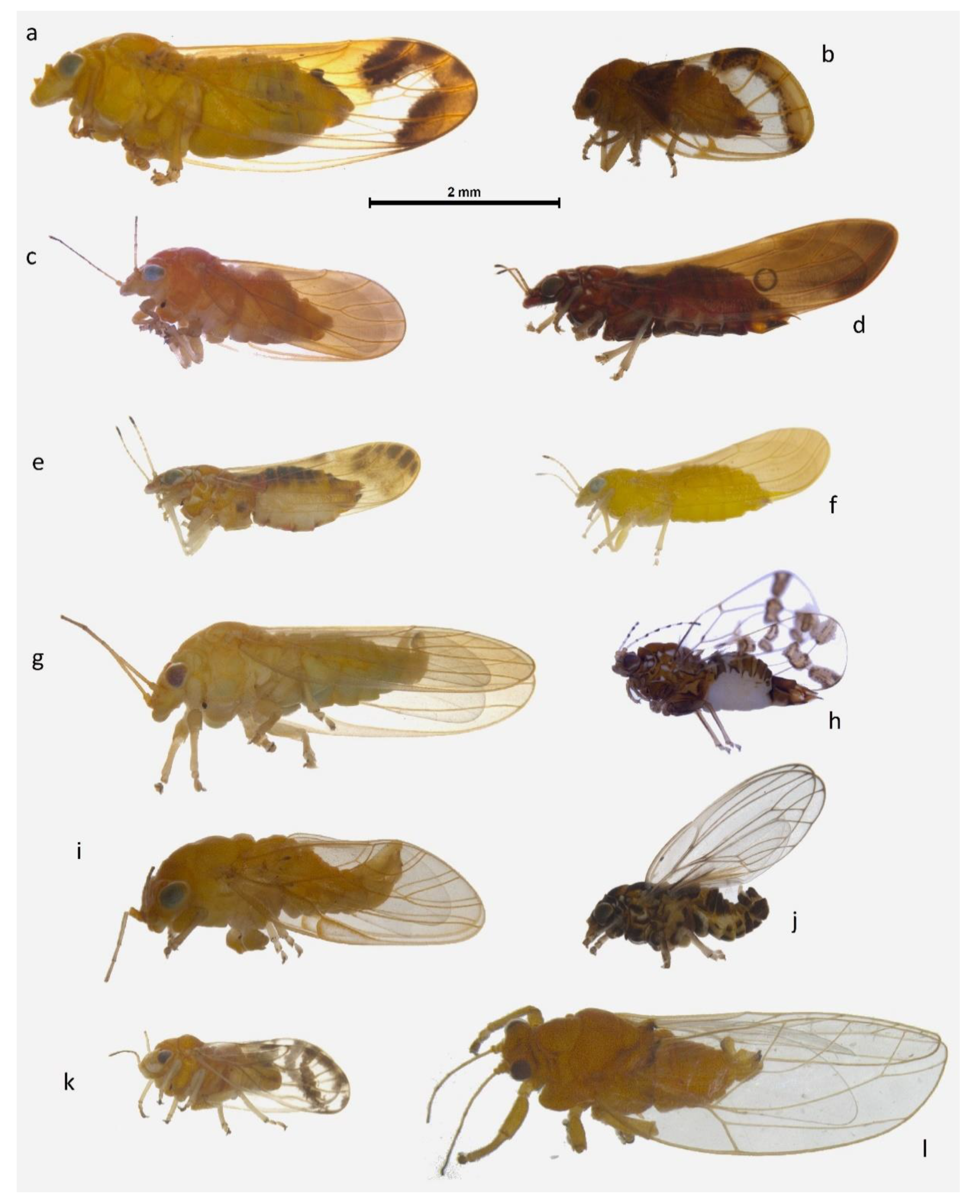 Insects 11 00354 g003