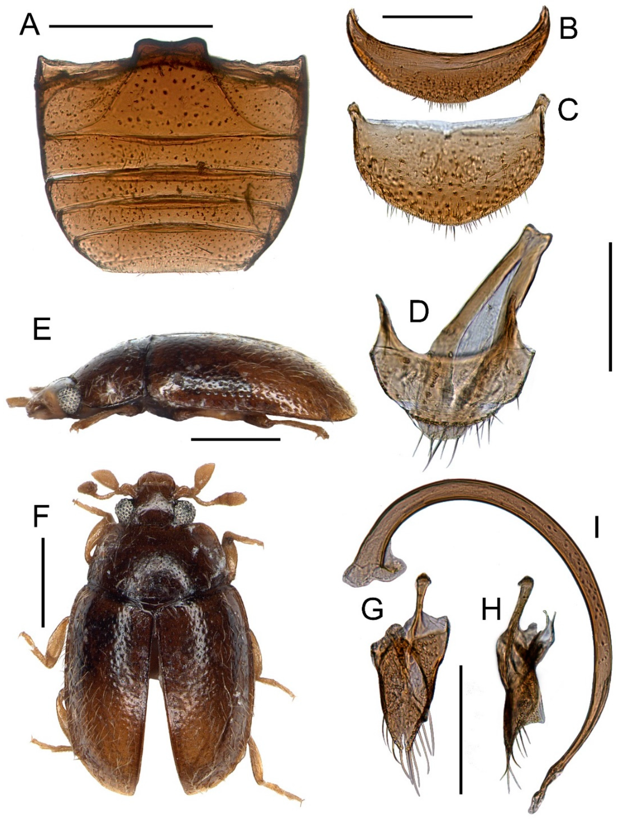 Insects 11 00367 g002