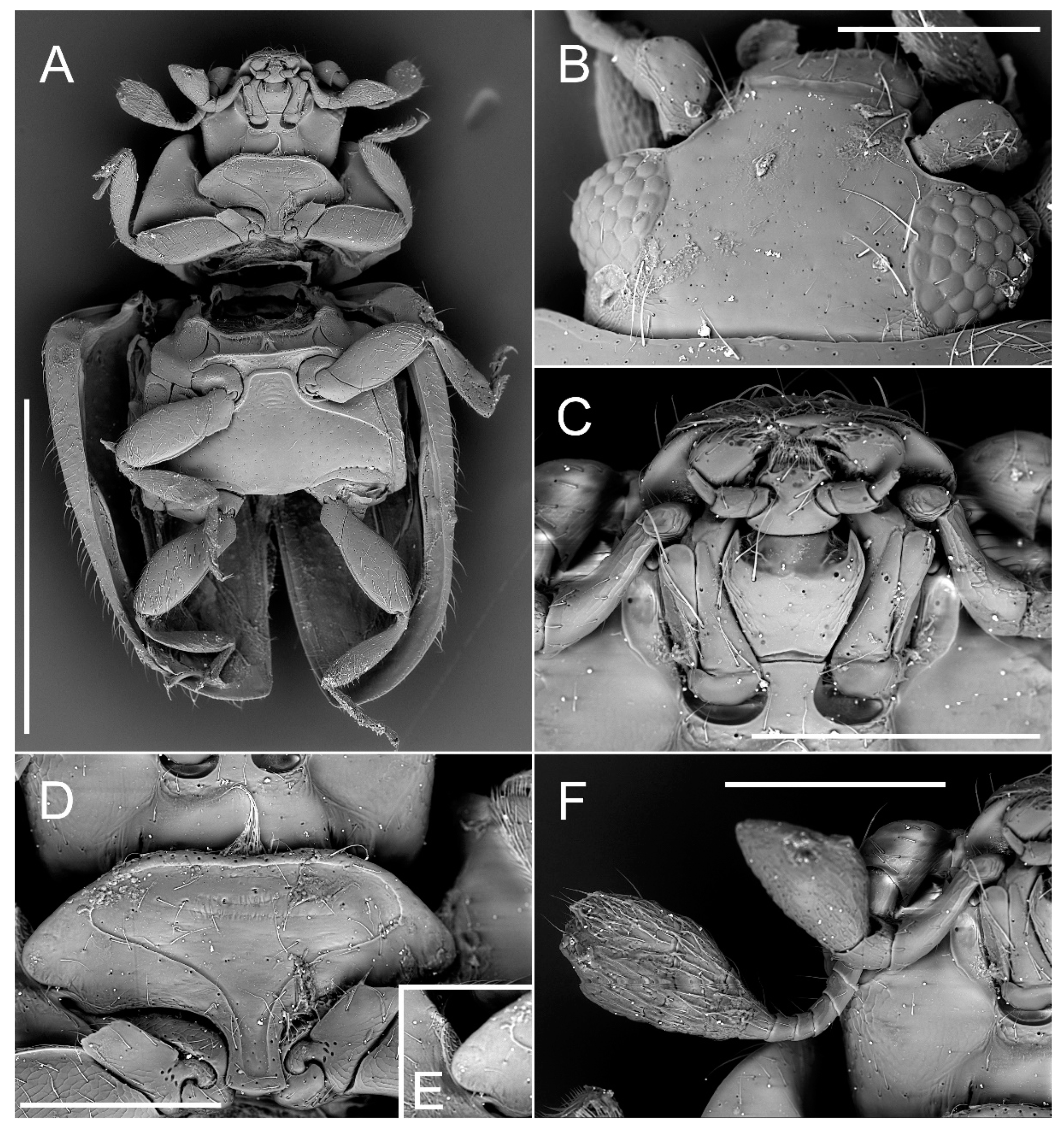 Insects 11 00367 g003