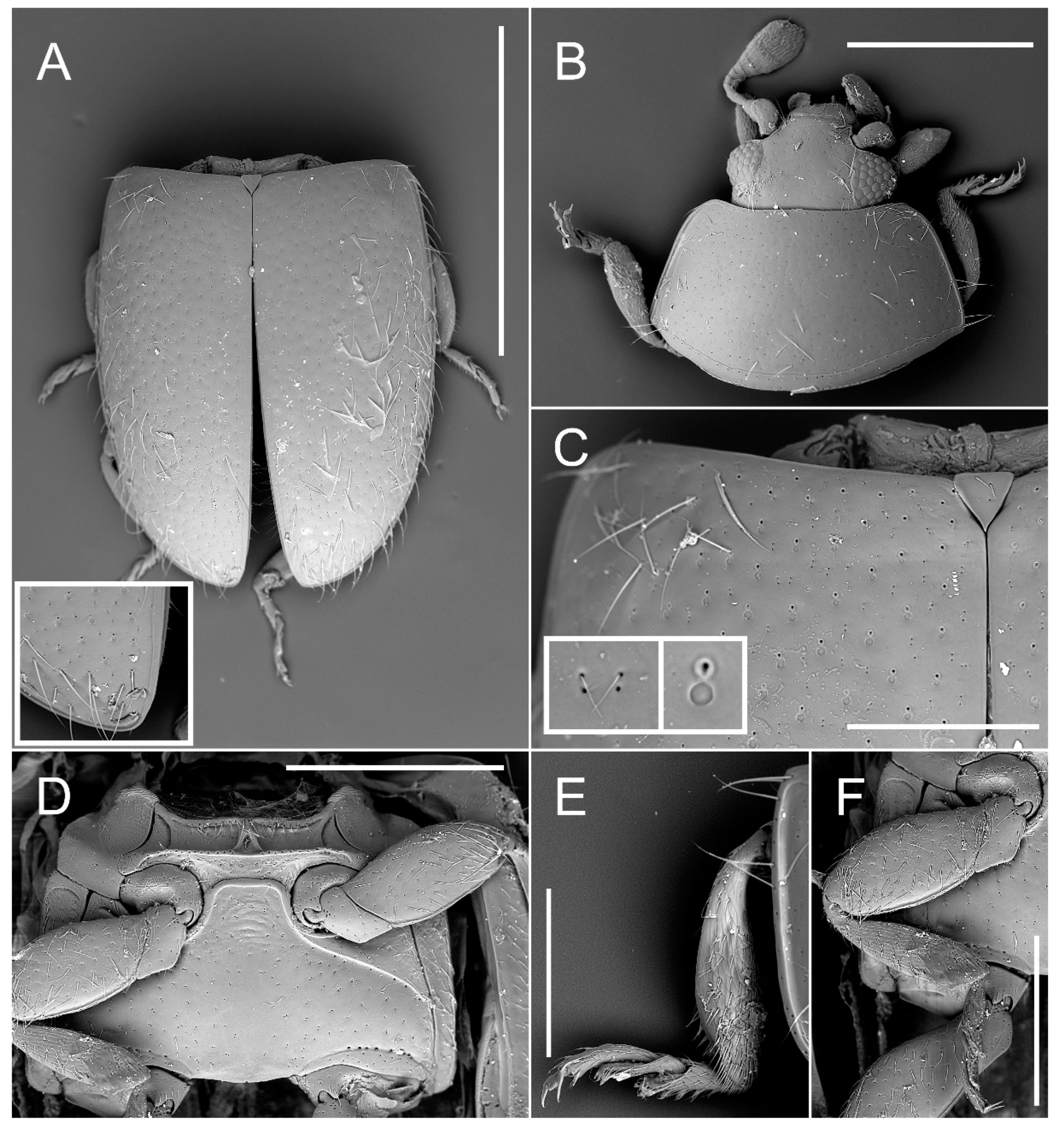 Insects 11 00367 g004