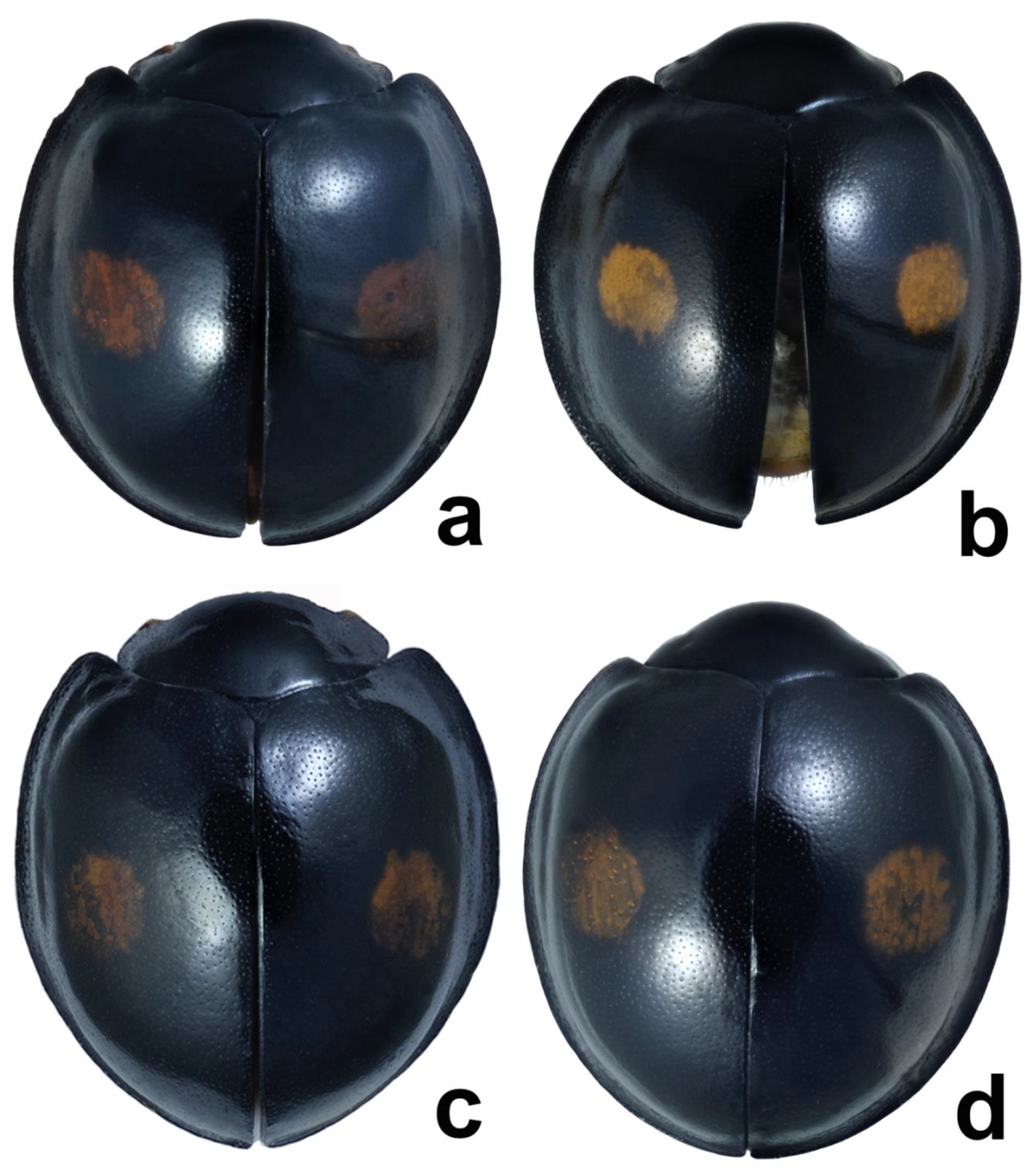 Insects 11 00368 g002