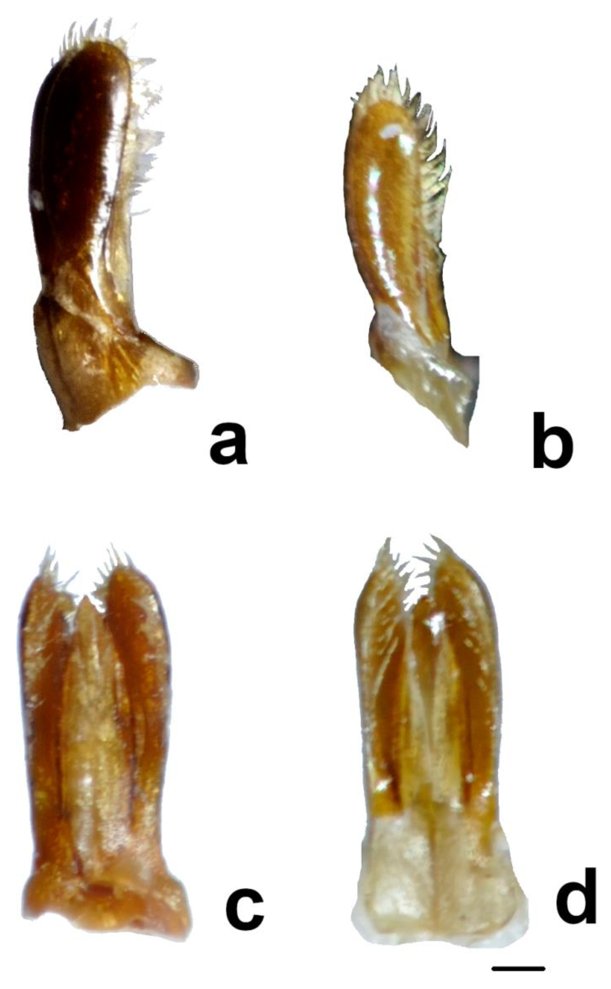 Insects 11 00368 g003