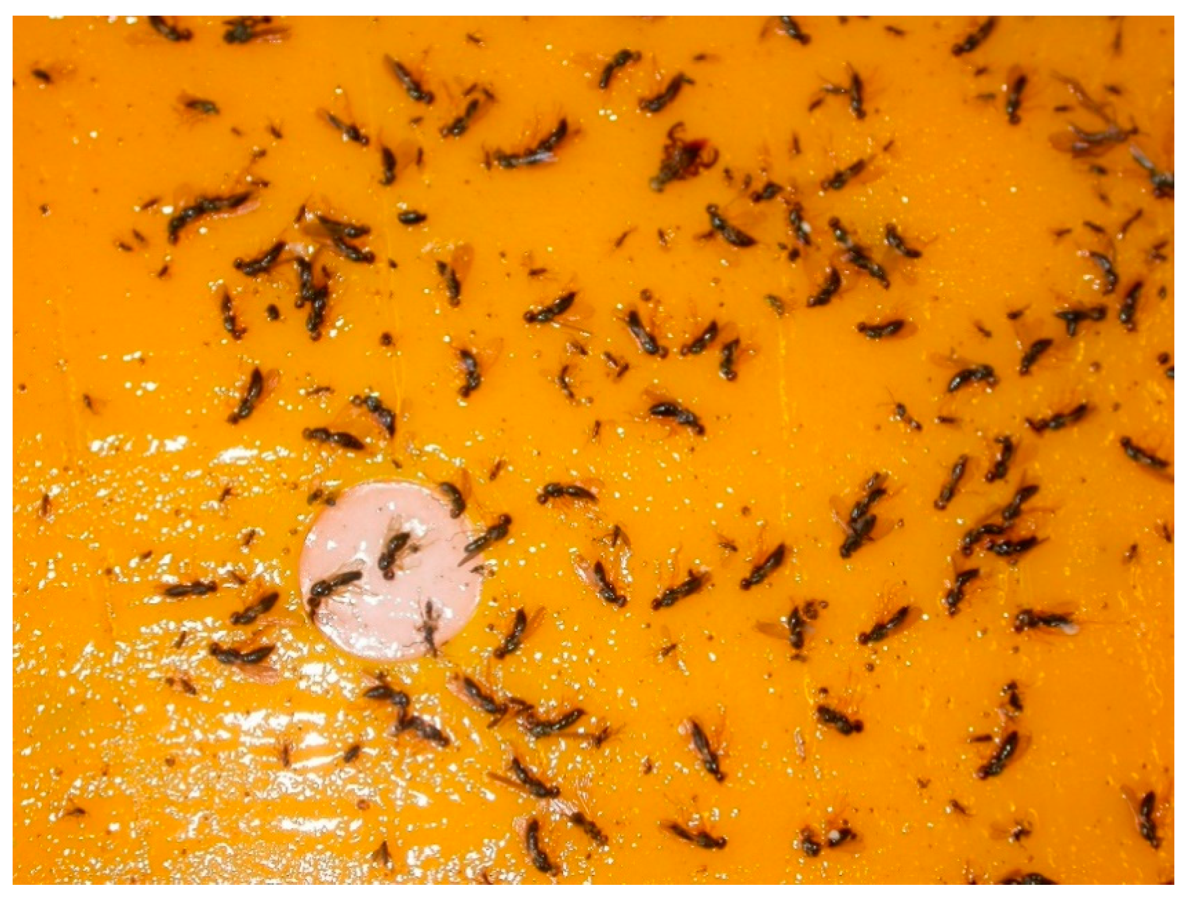 Insects 11 00369 g001