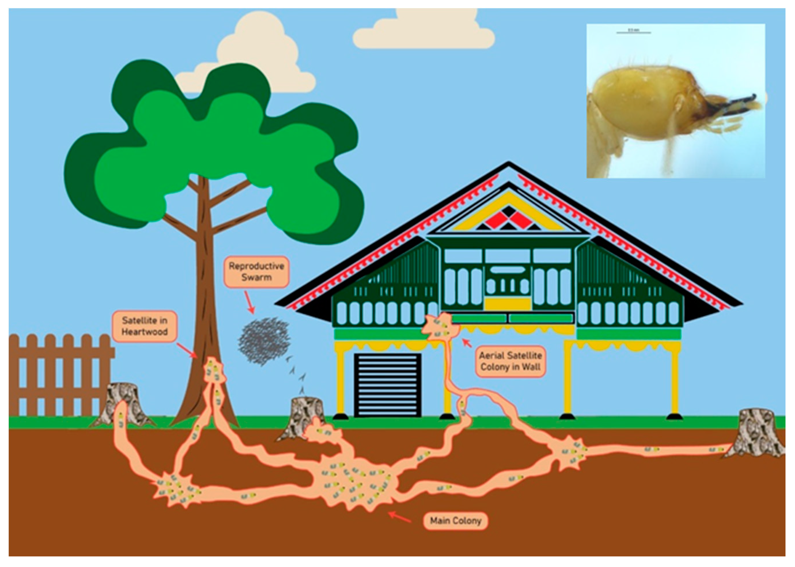 Insects 11 00385 g003 Insects 11 00385 g003