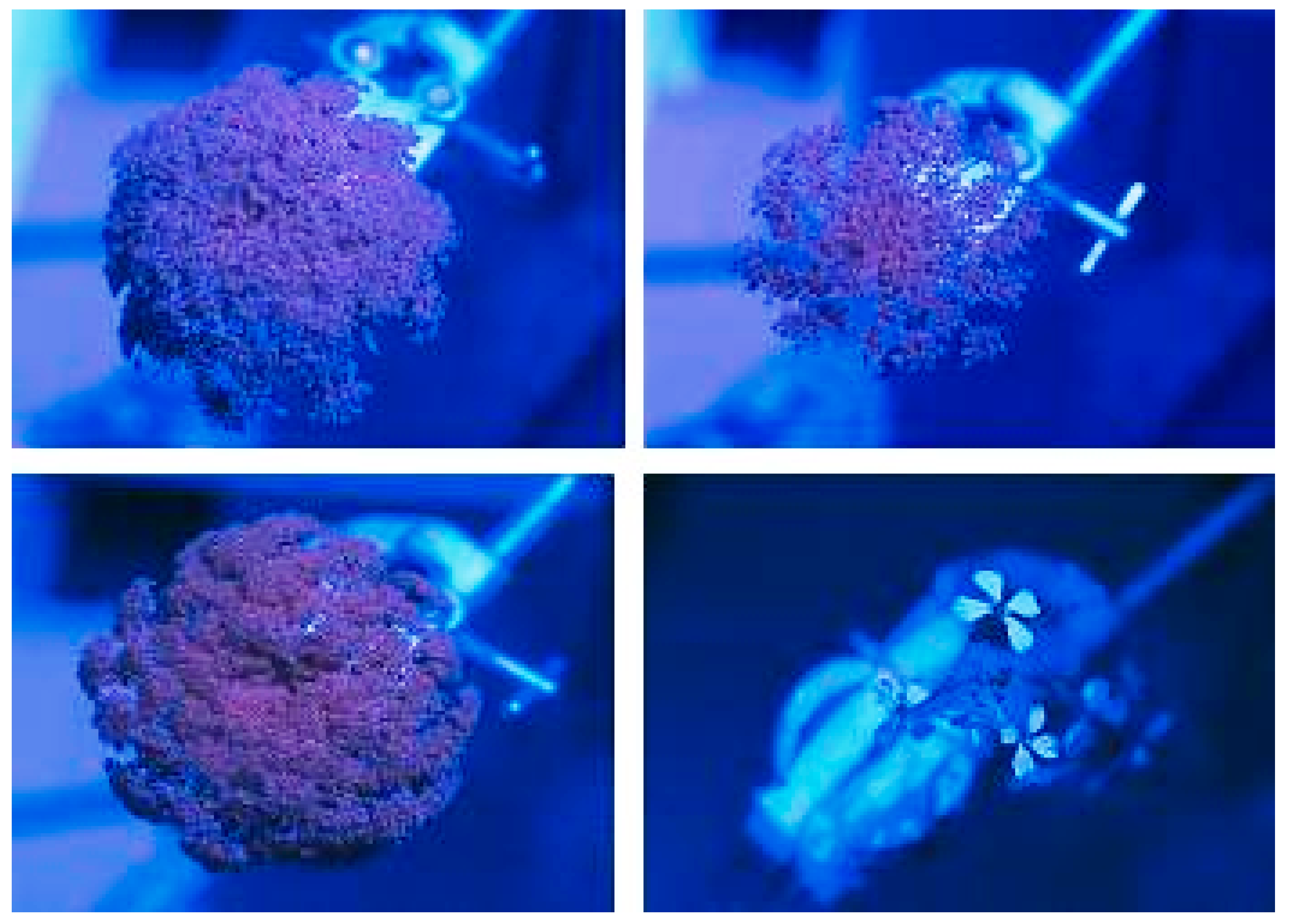 Insects 11 00402 g003 Insects 11 00402 g003