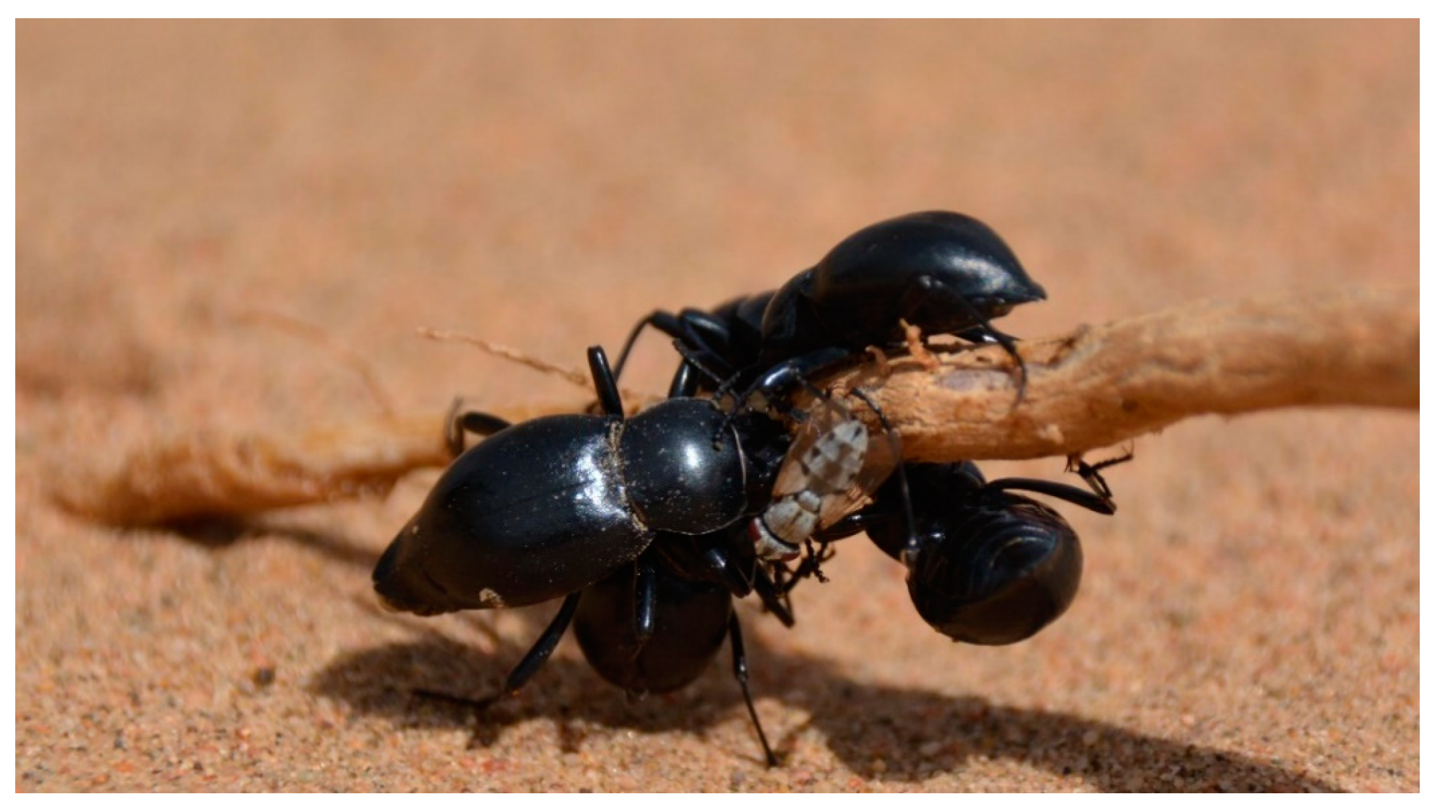 Insects 11 00410 g009 Insects 11 00410 g009