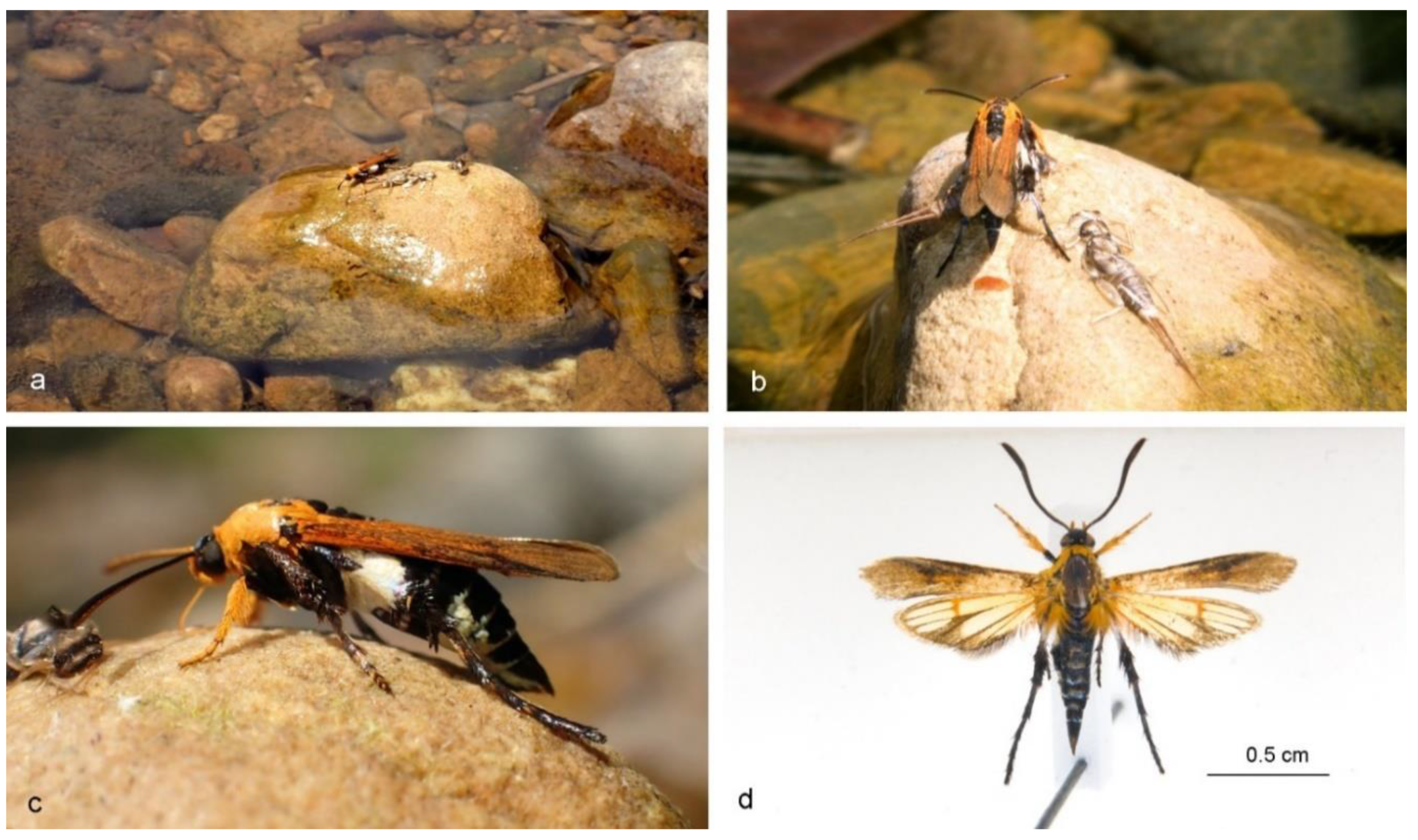 Insects 11 00425 g001