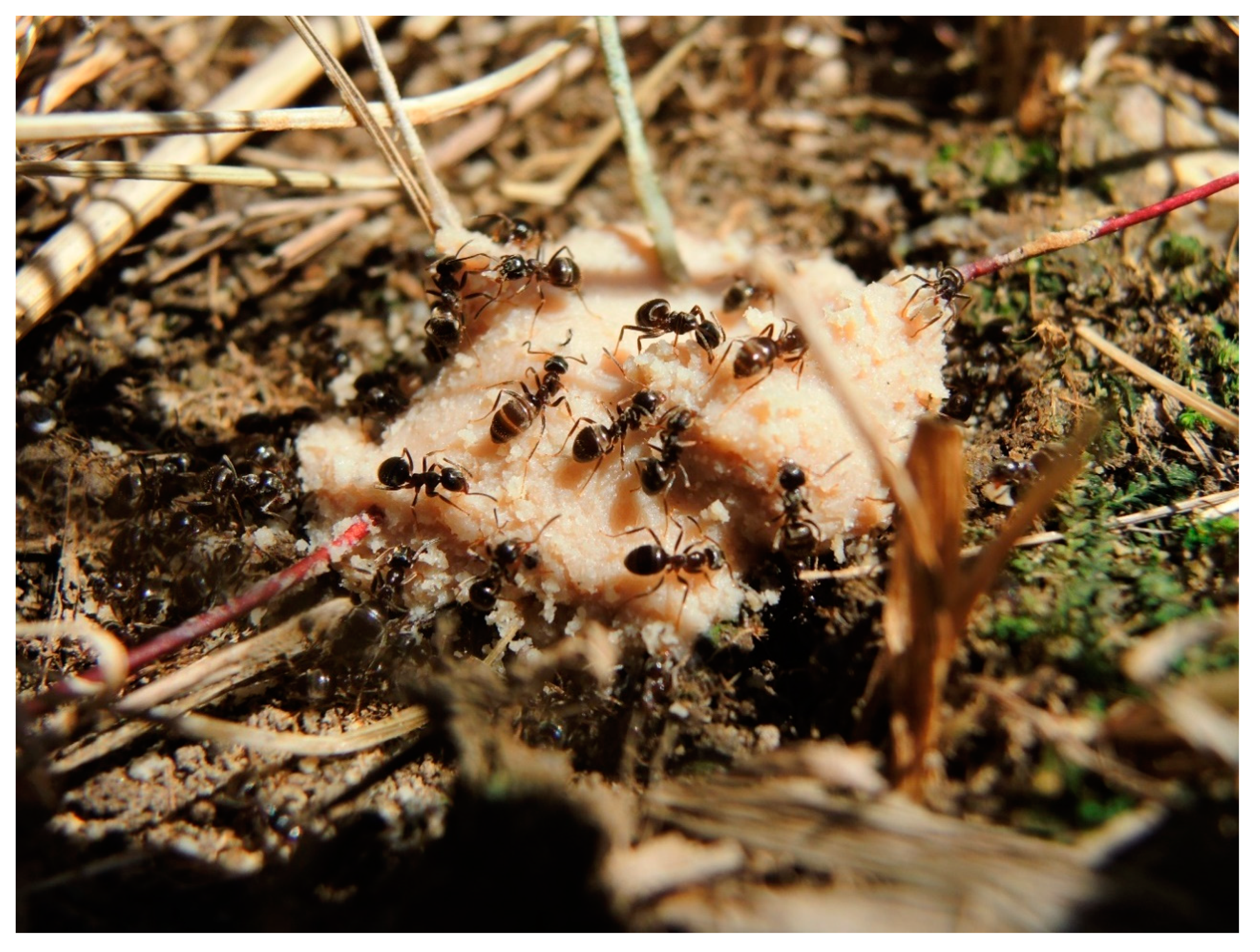 Insects 11 00433 g001