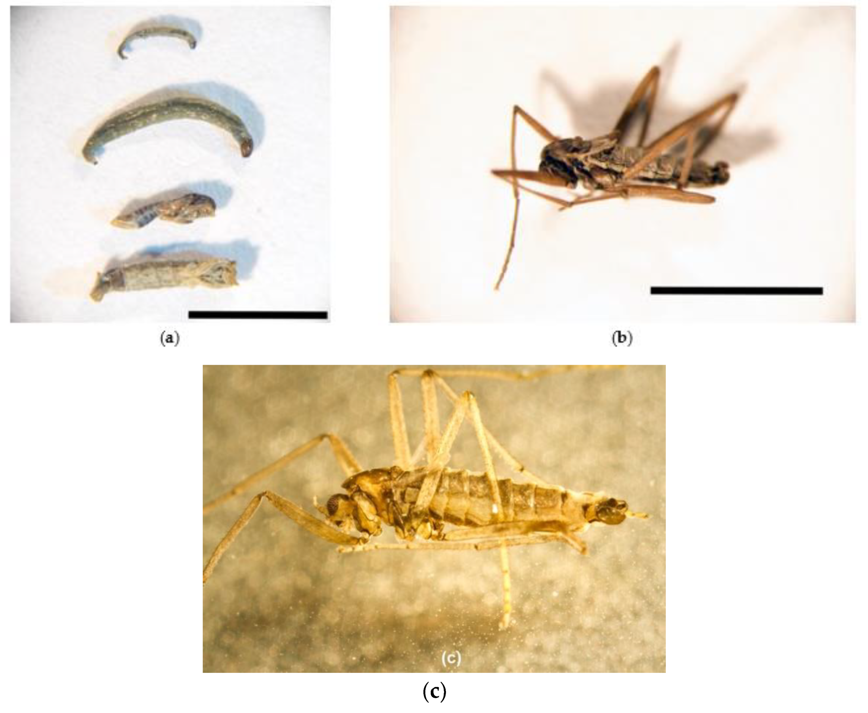 Insects 11 00442 g001