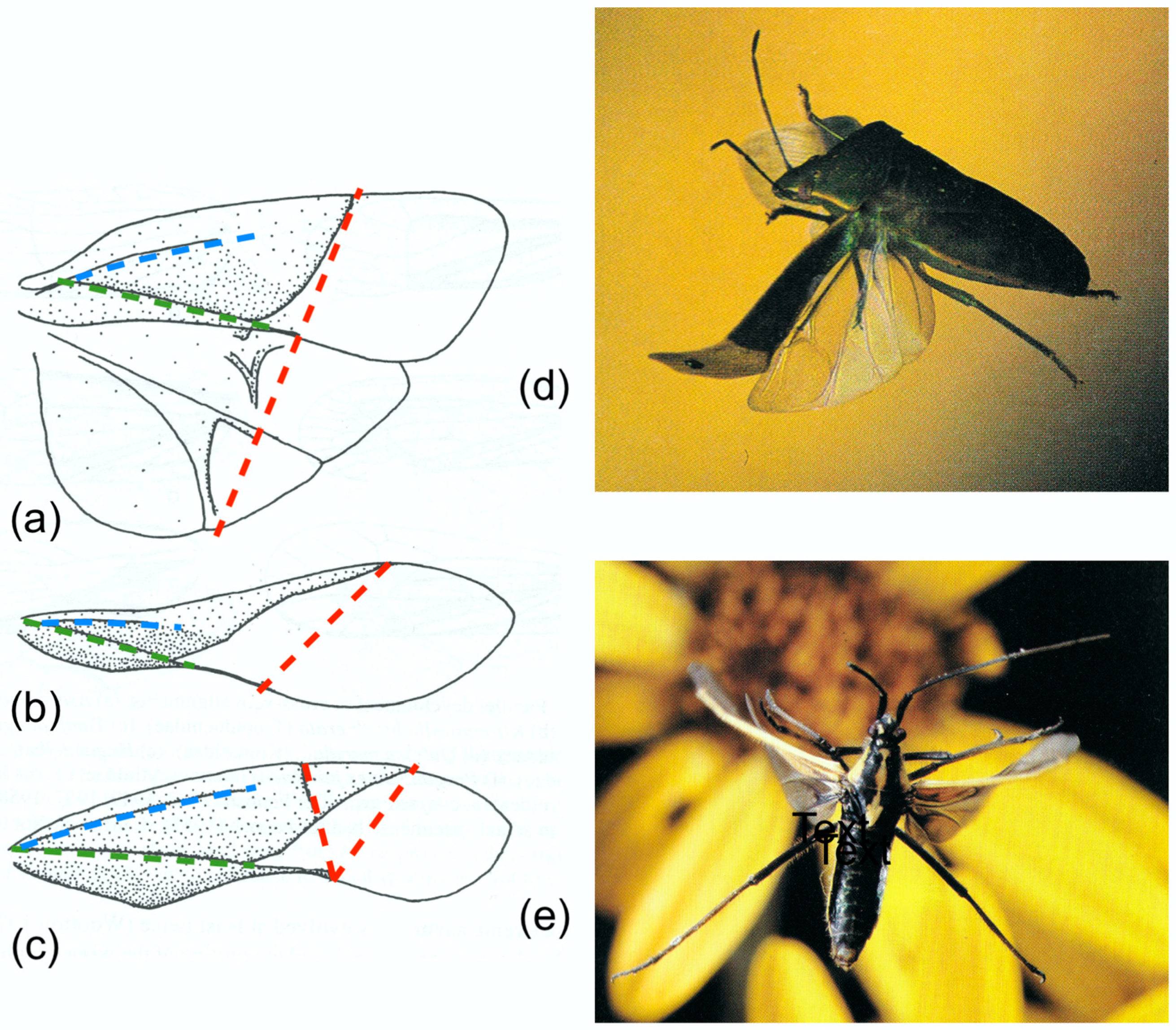 Insects 11 00446 g006