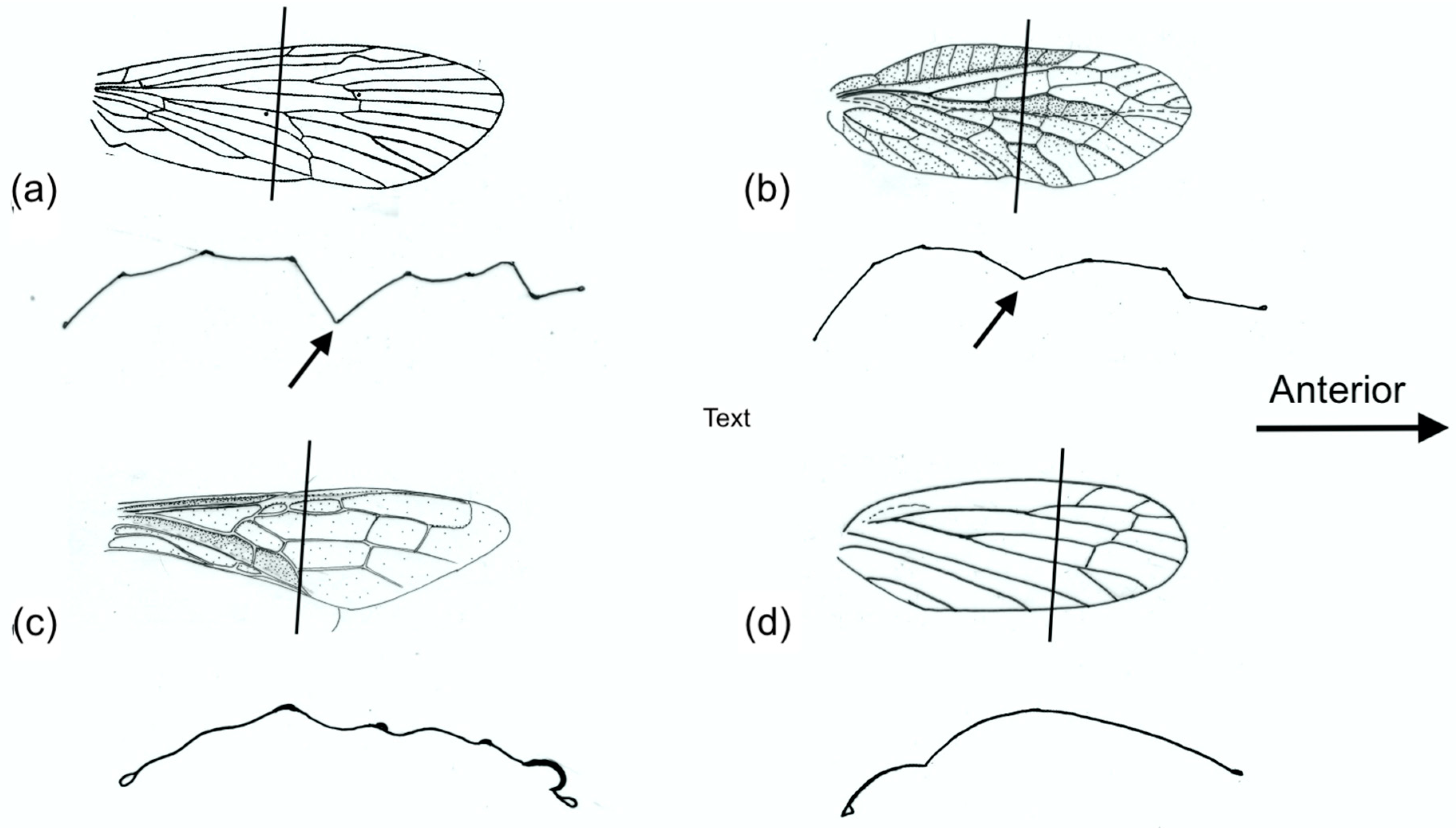 Insects 11 00446 g008
