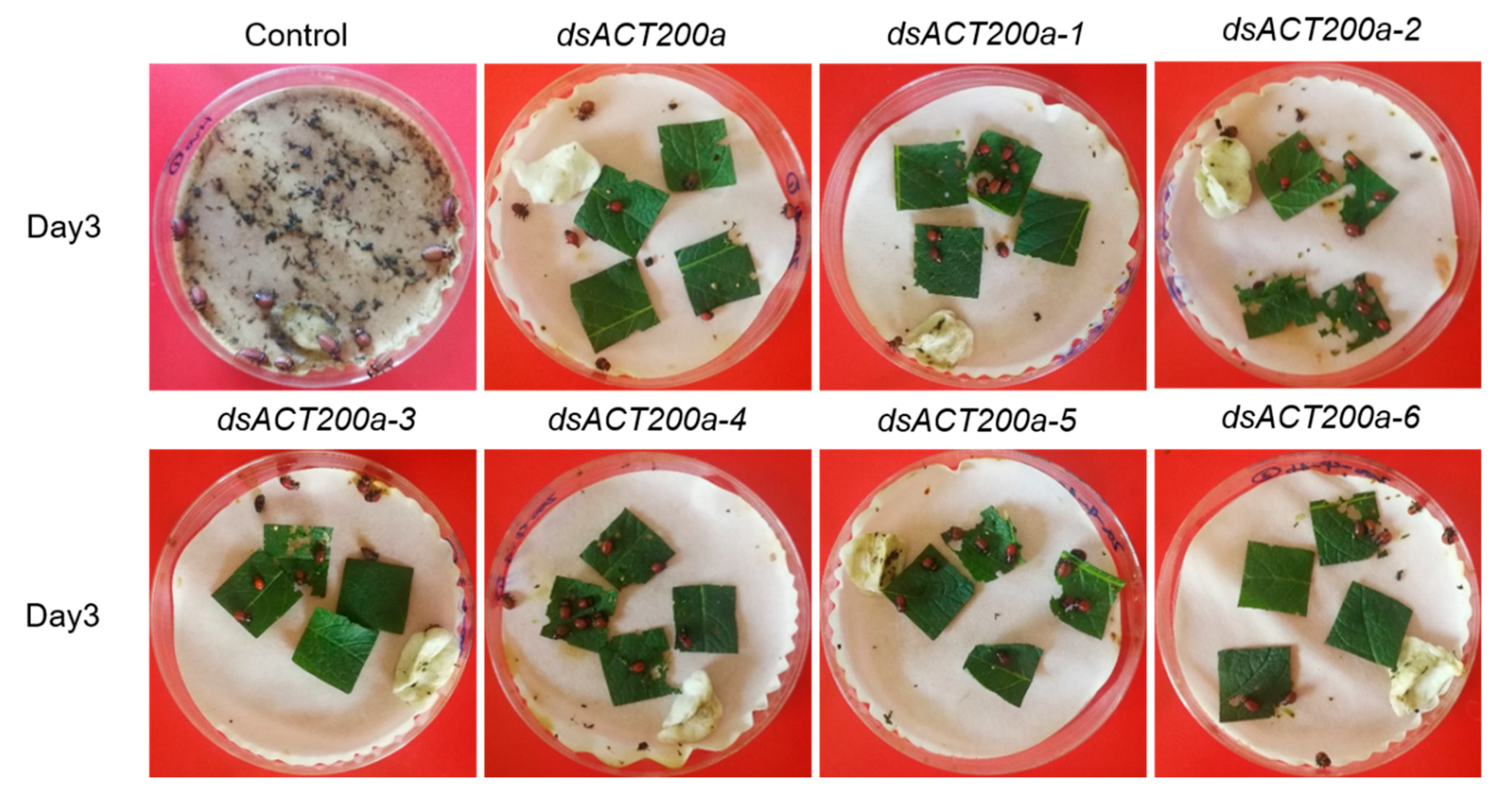 Insects 11 00449 g003