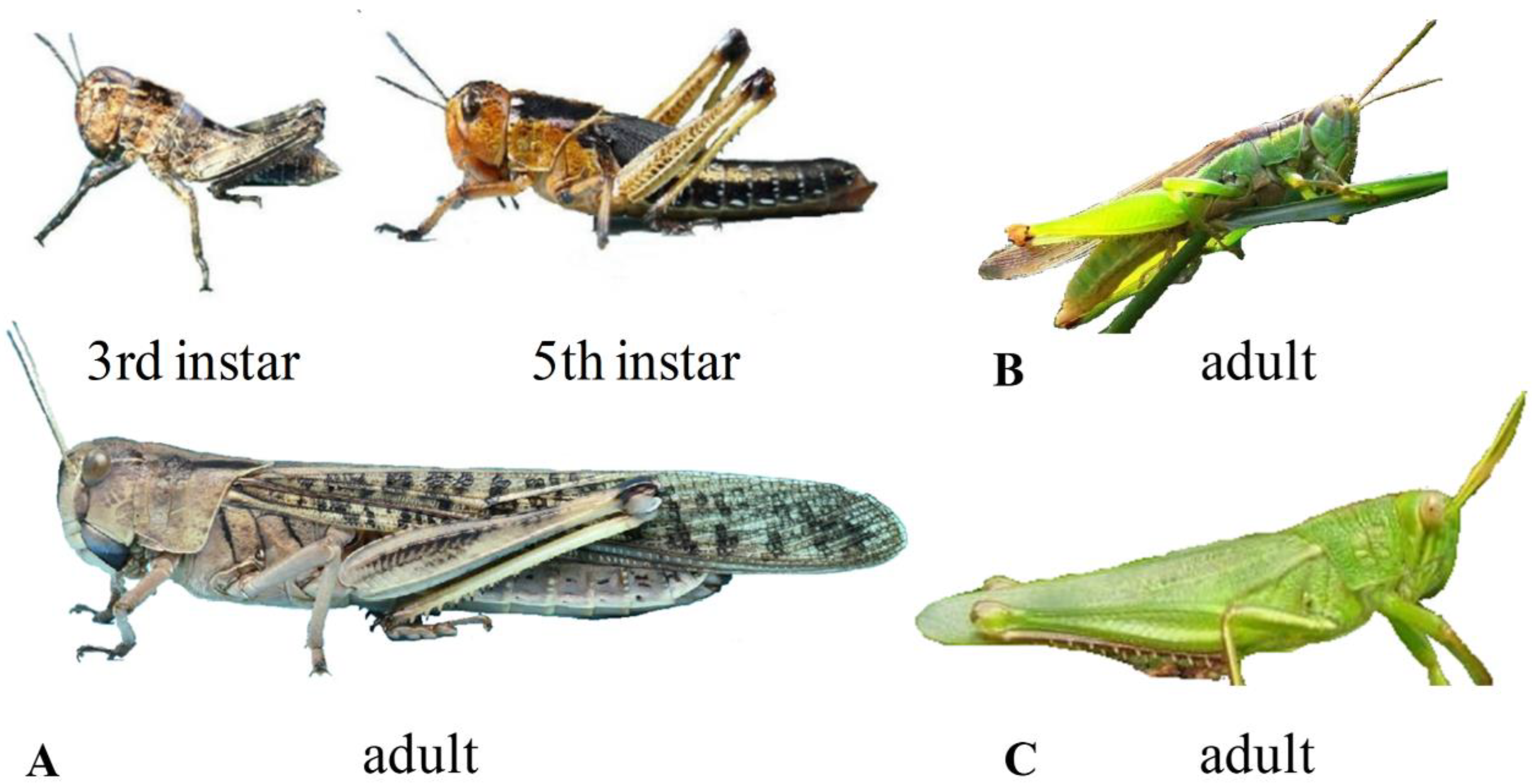 Insects 11 00458 g002 Insects 11 00458 g002