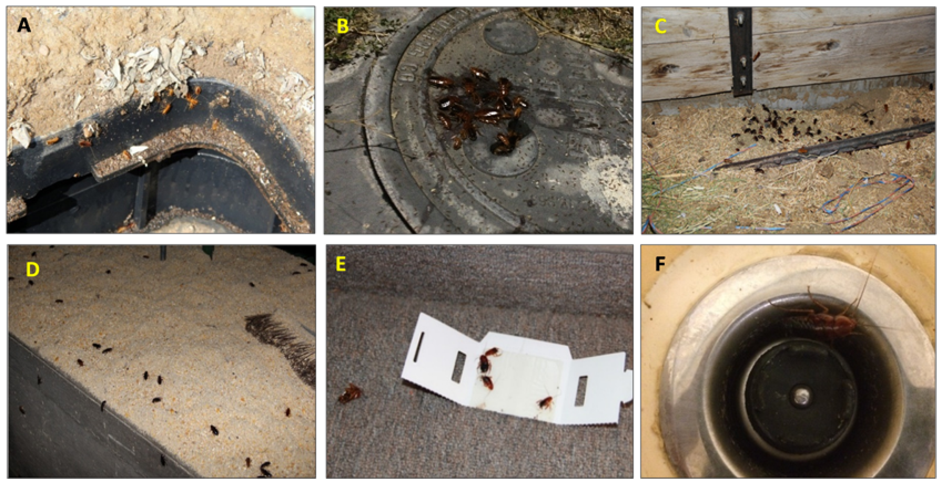 Insects 11 00477 g001