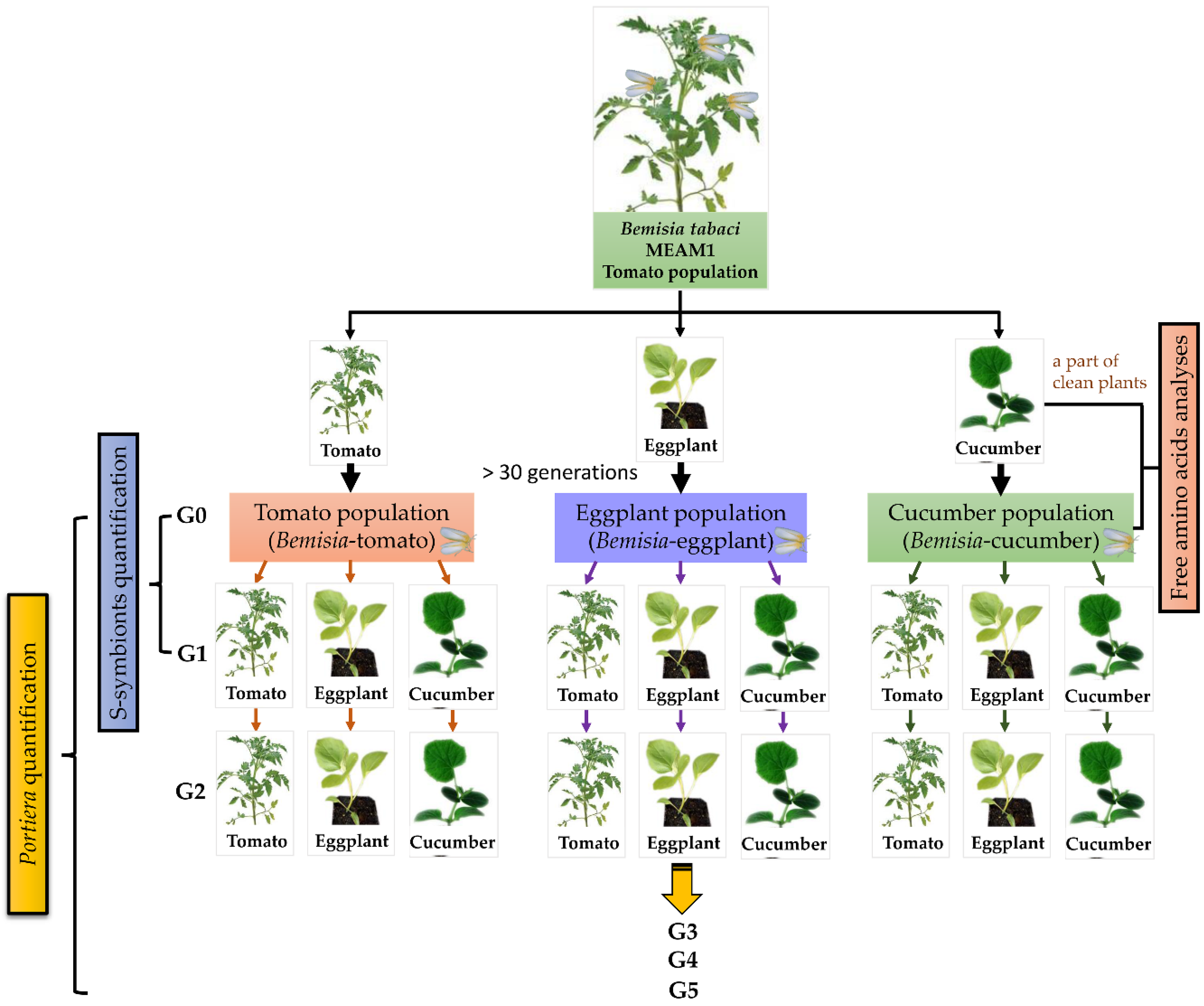 Insects 11 00501 g001