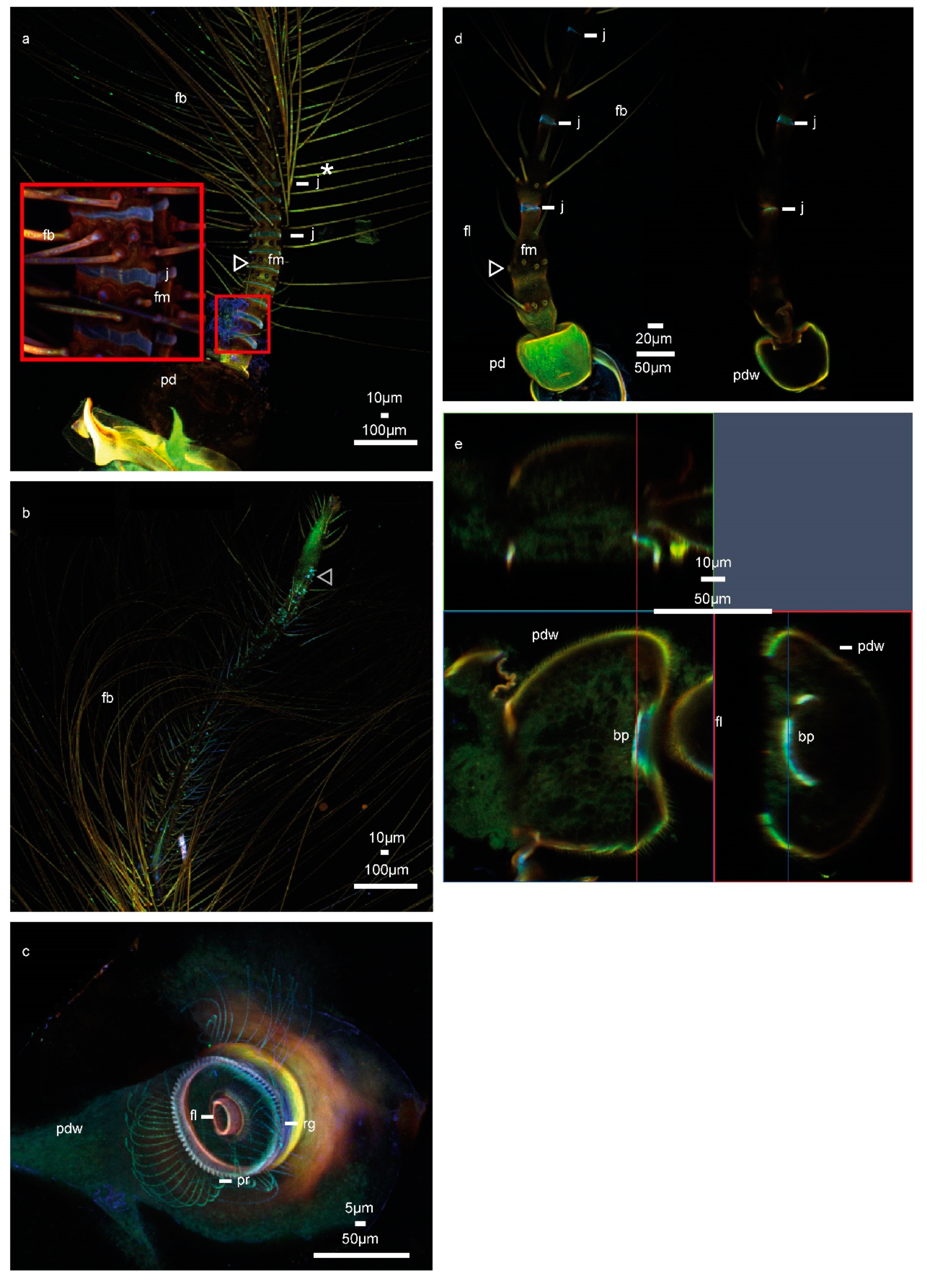 Insects 11 00520 g001