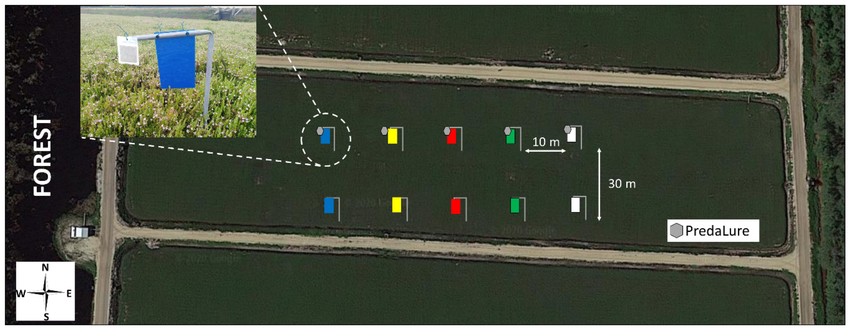 Insects 11 00524 g001