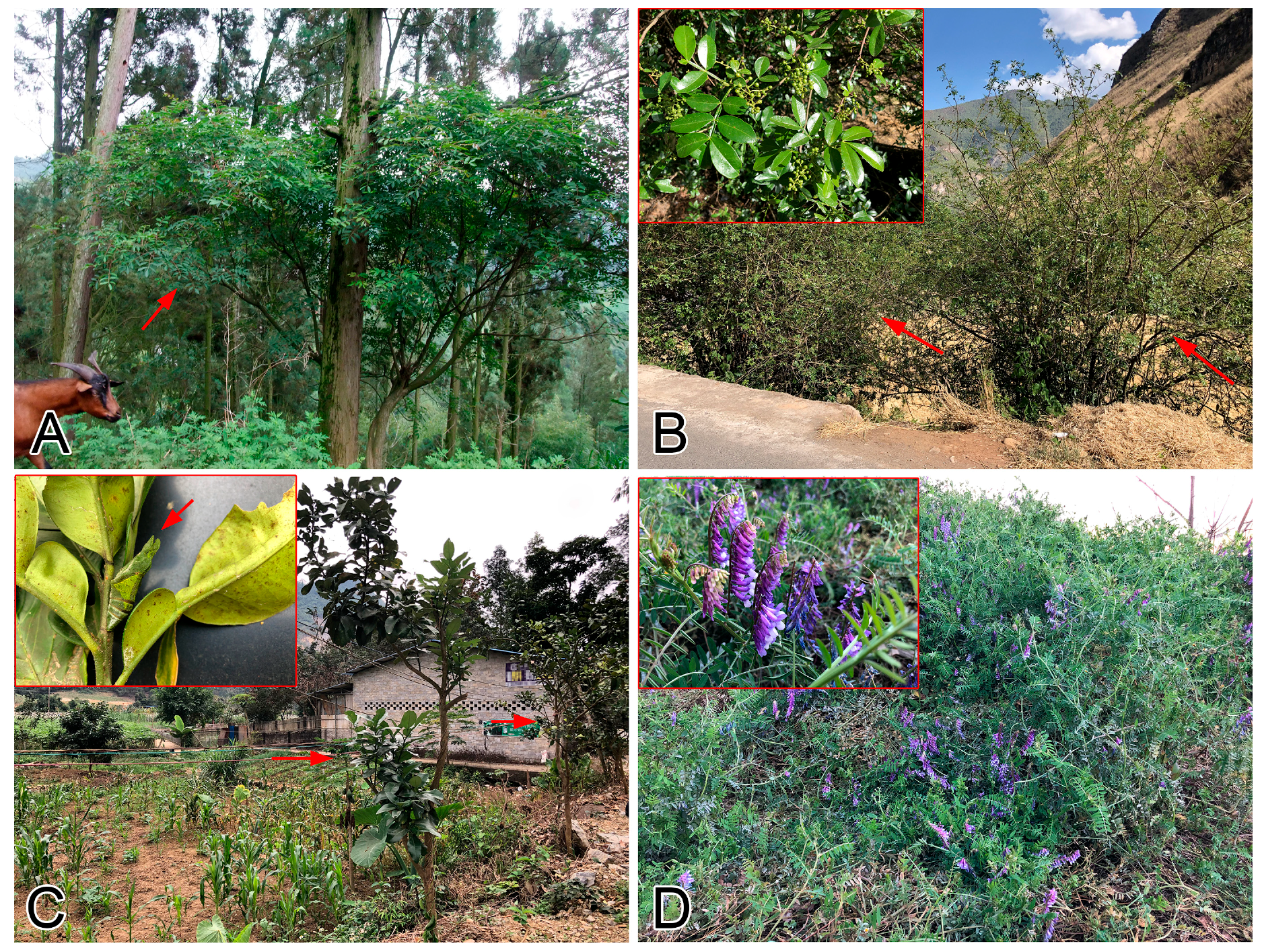 Insects 11 00525 g005