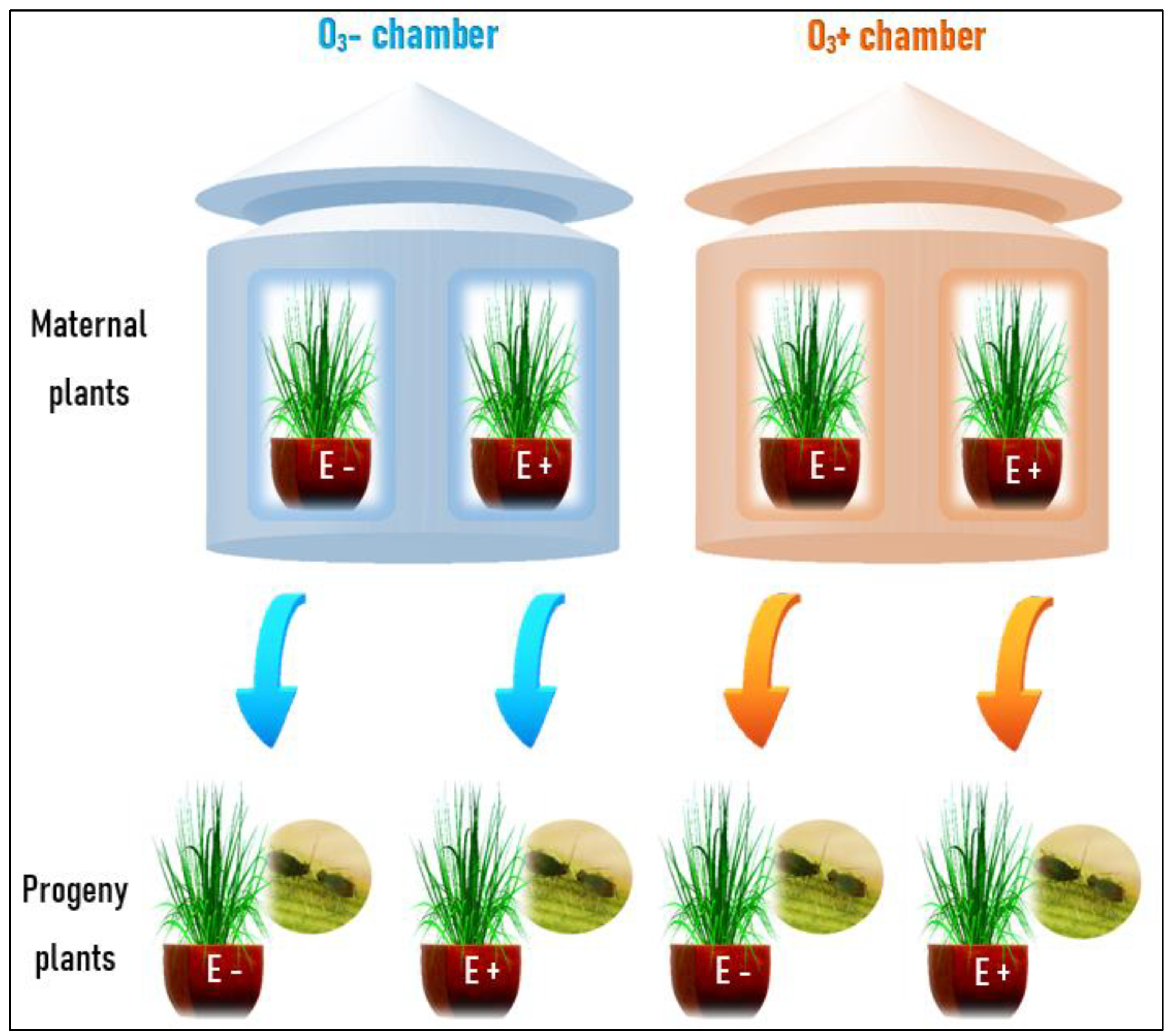 Insects 11 00548 g001