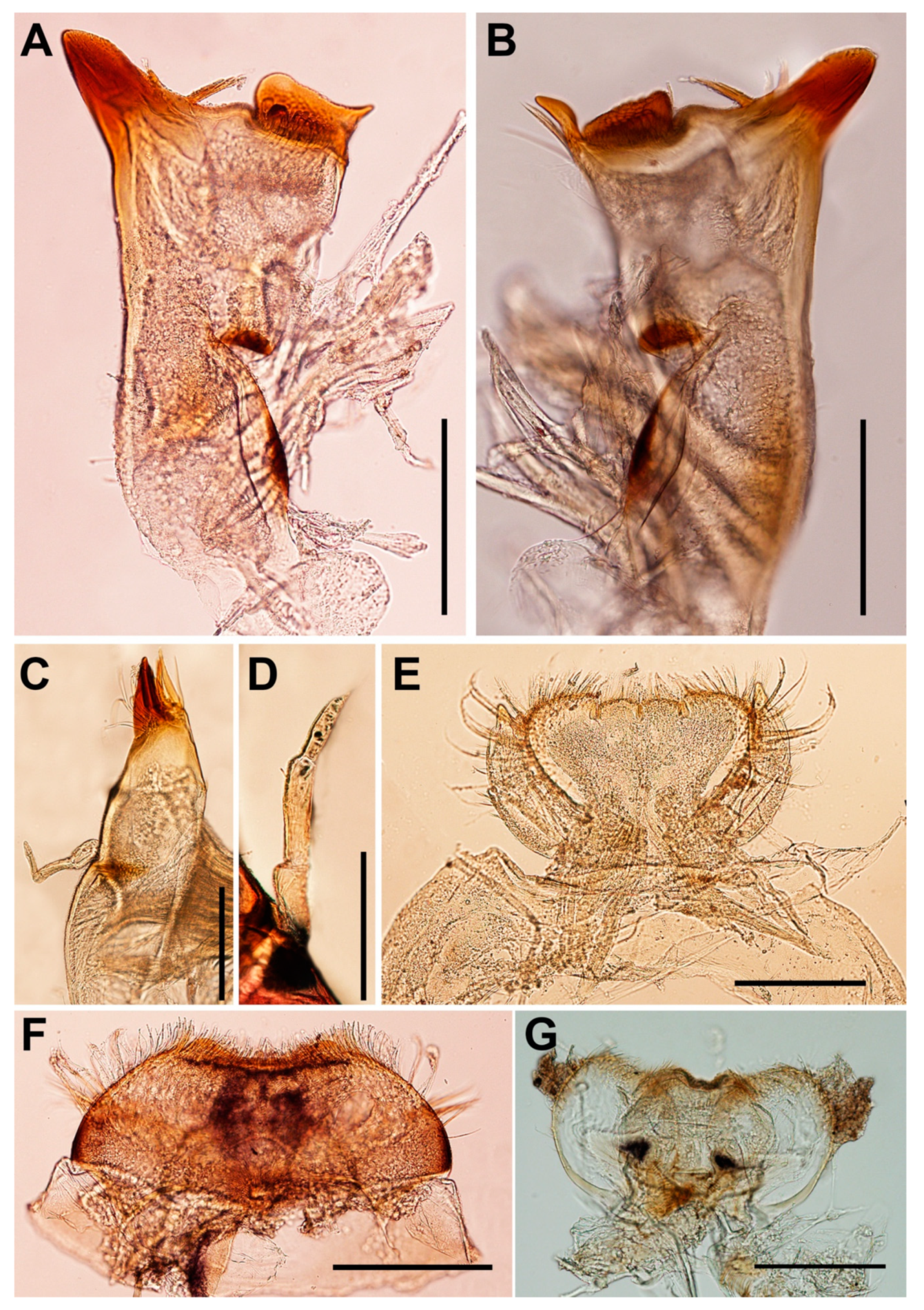 Insects 11 00554 g002