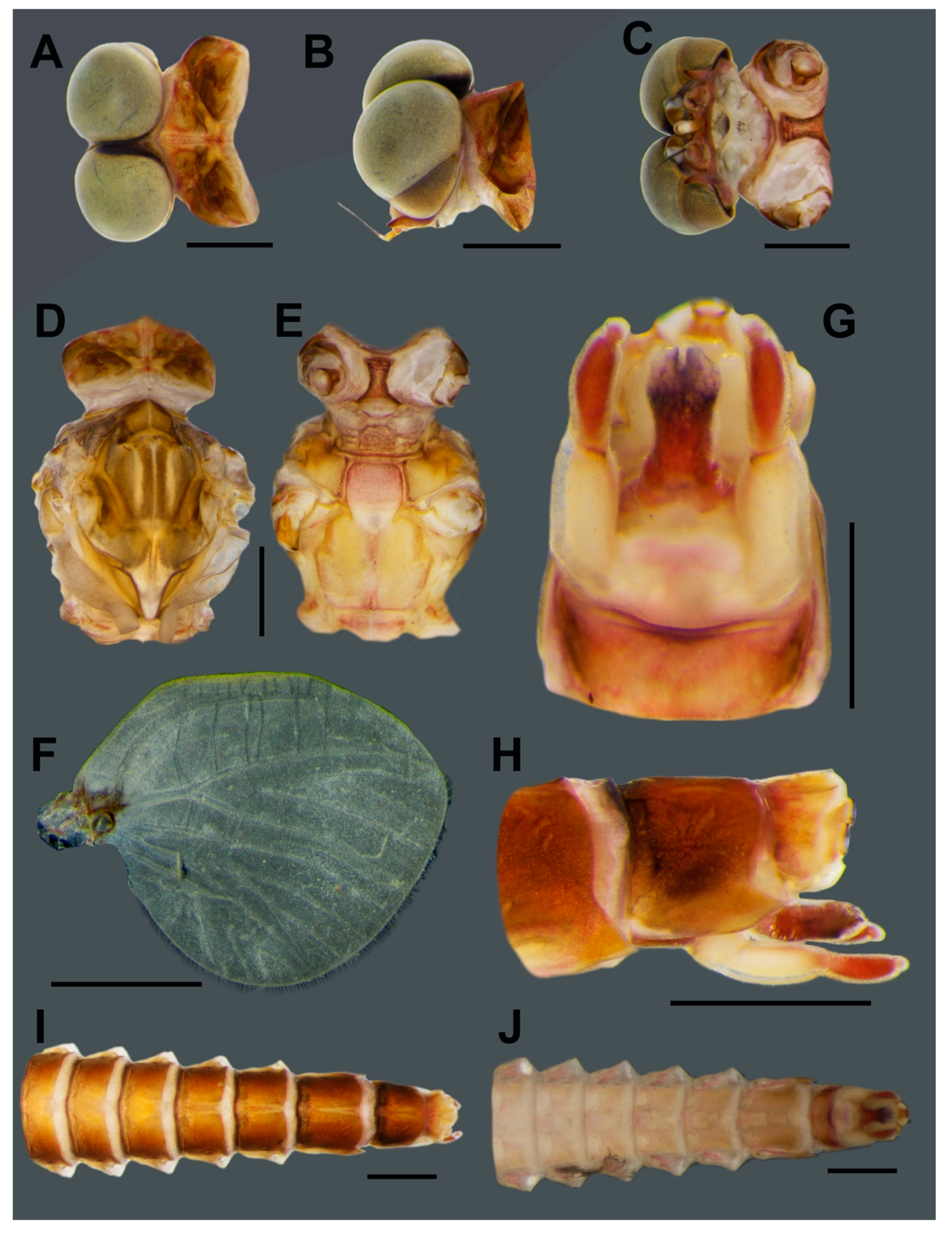 Insects 11 00554 g004