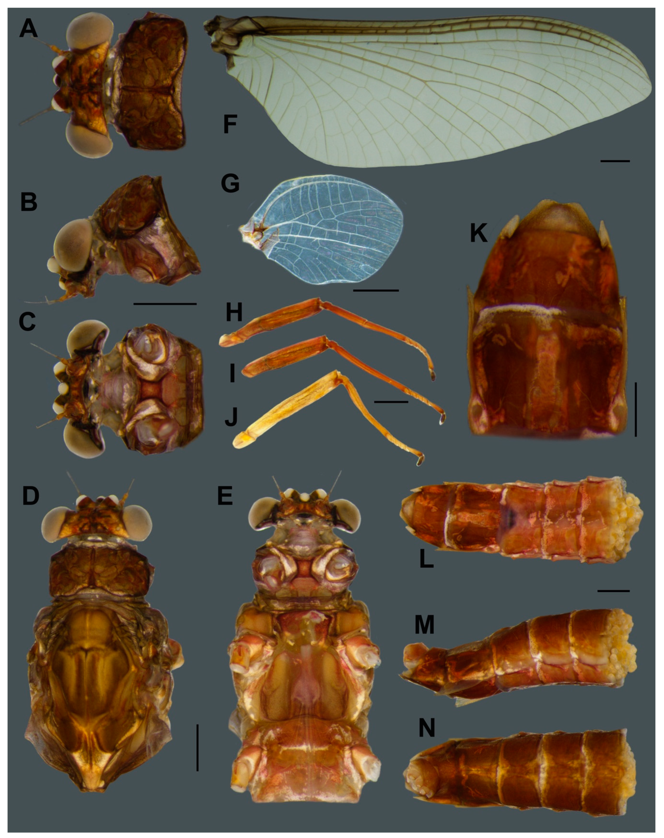 Insects 11 00554 g005