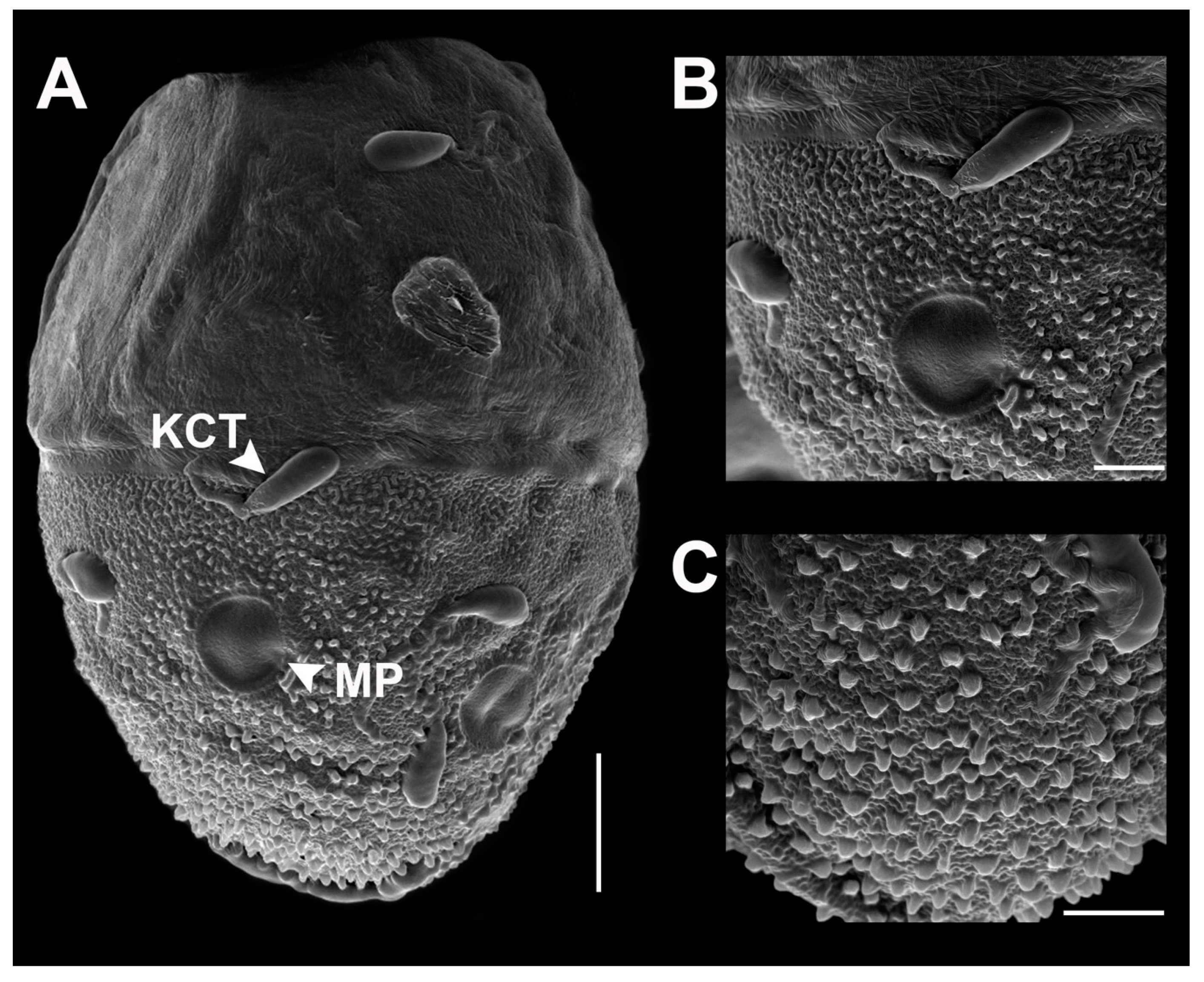 Insects 11 00554 g006